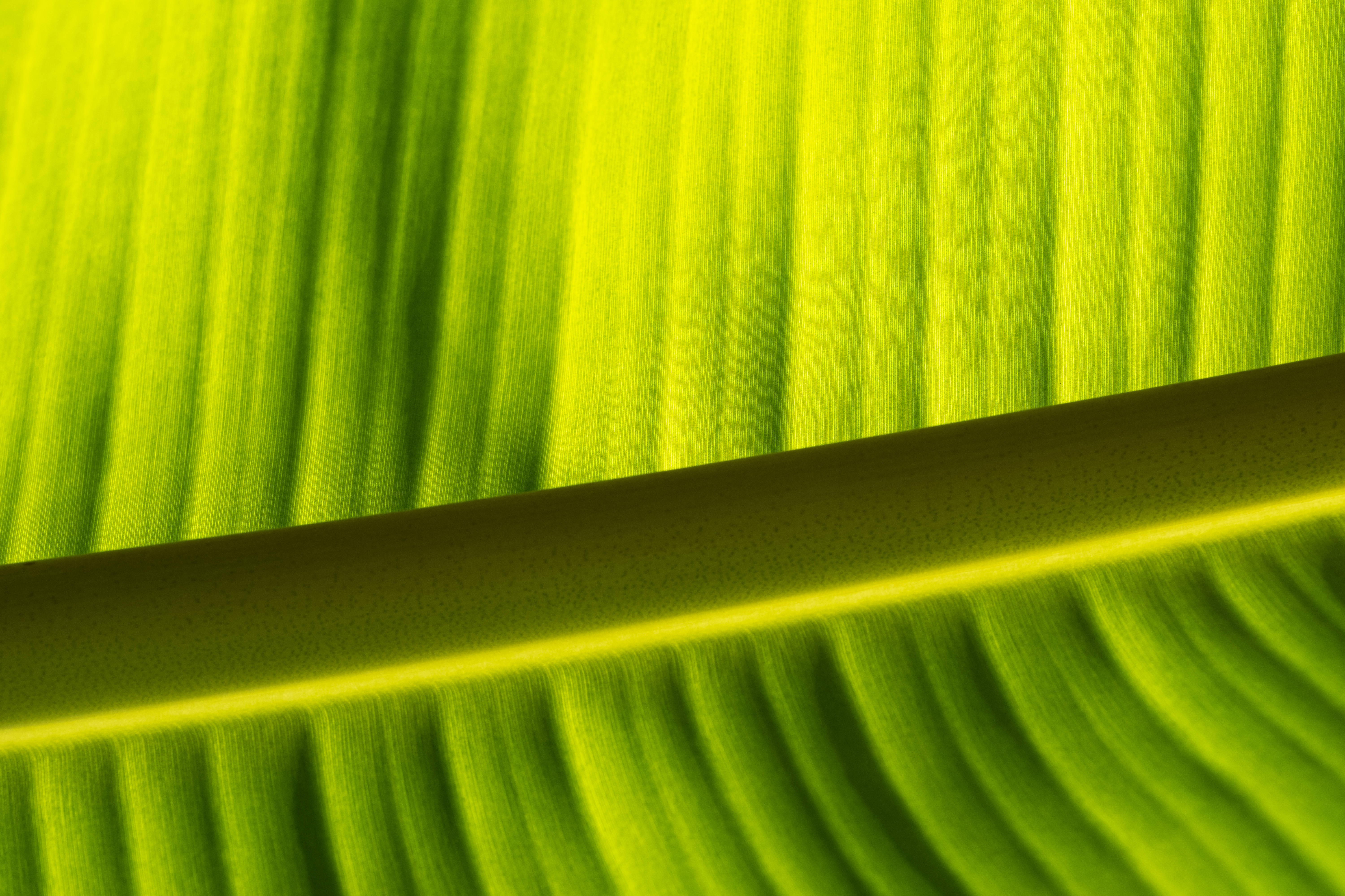 banana leaf, lime green, parallel veins, 5K Desktop Wallpaper