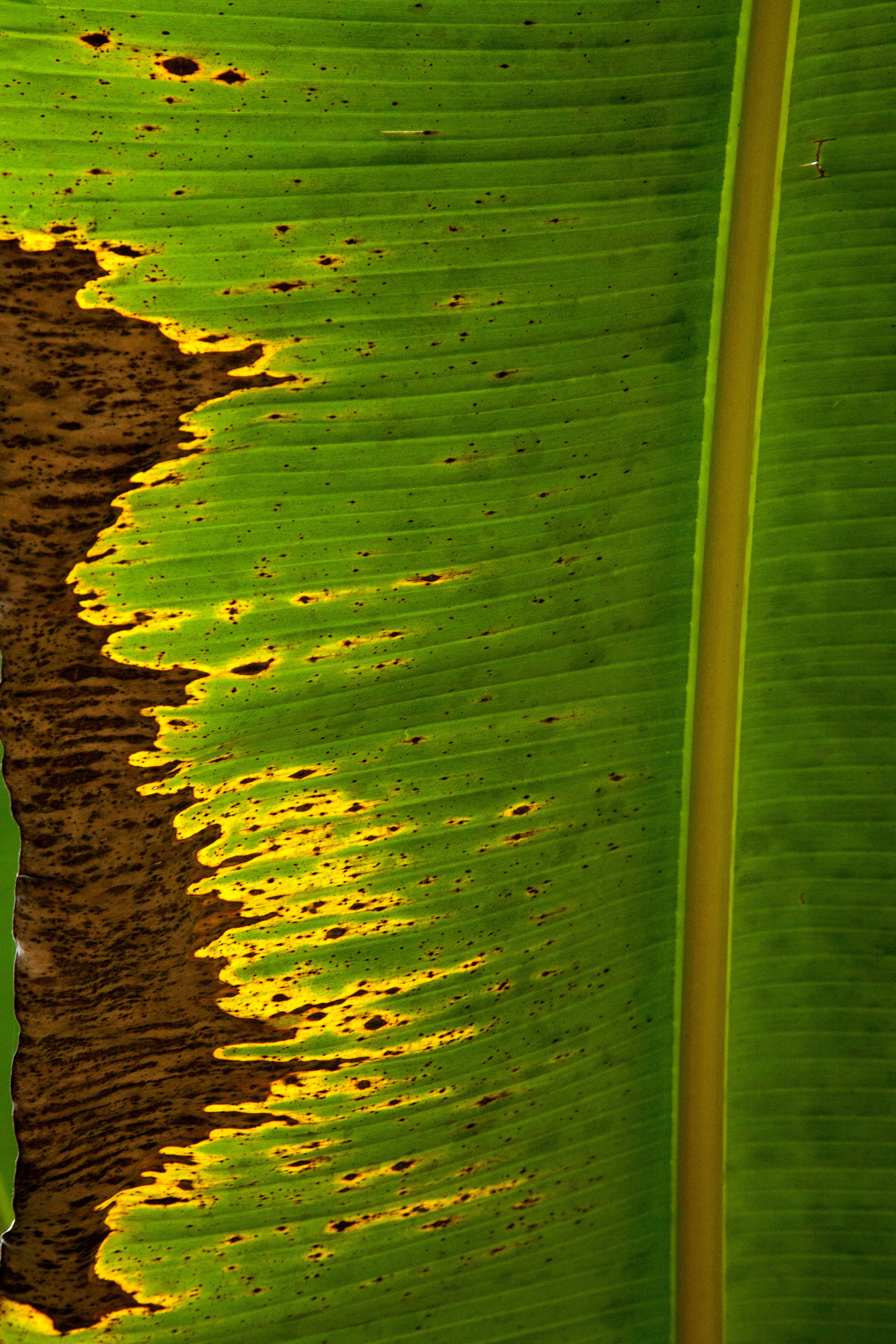 withered banana leaf, green banana leaf, vibrant yellow edges, 5K Phone Wallpaper