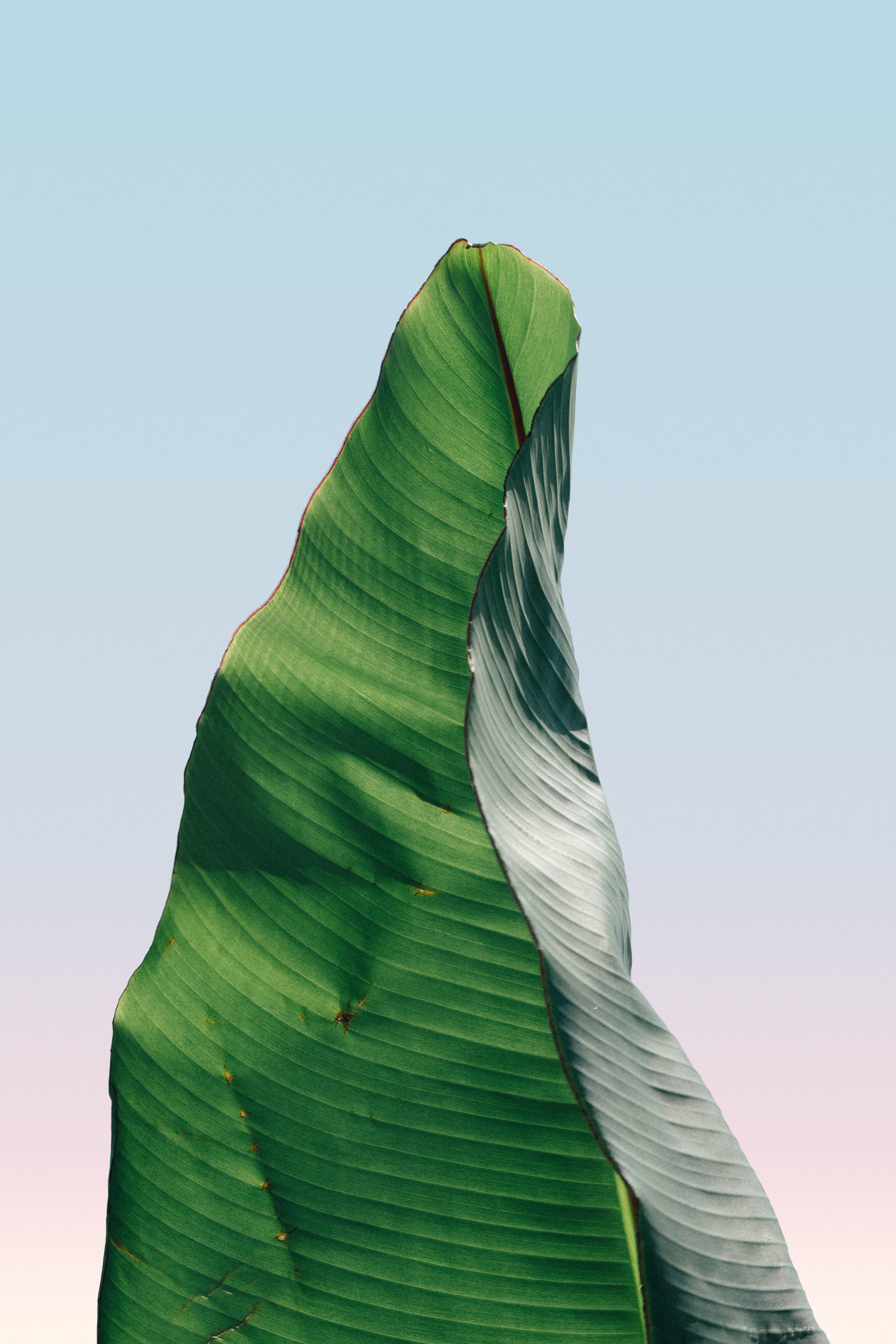 banana leaf, morning sky, green, 5K Phone Wallpaper
