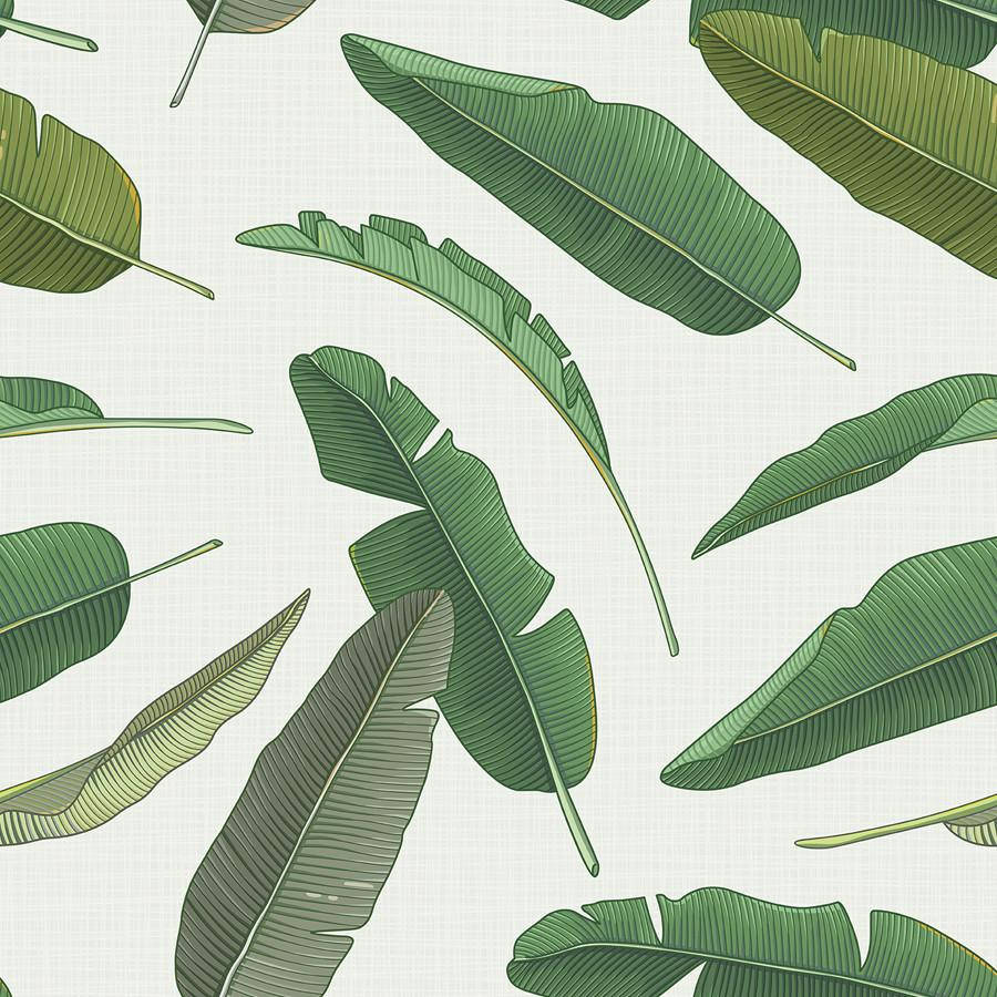 banana leaf, tropical, varying shades of green, SD Desktop Wallpaper
