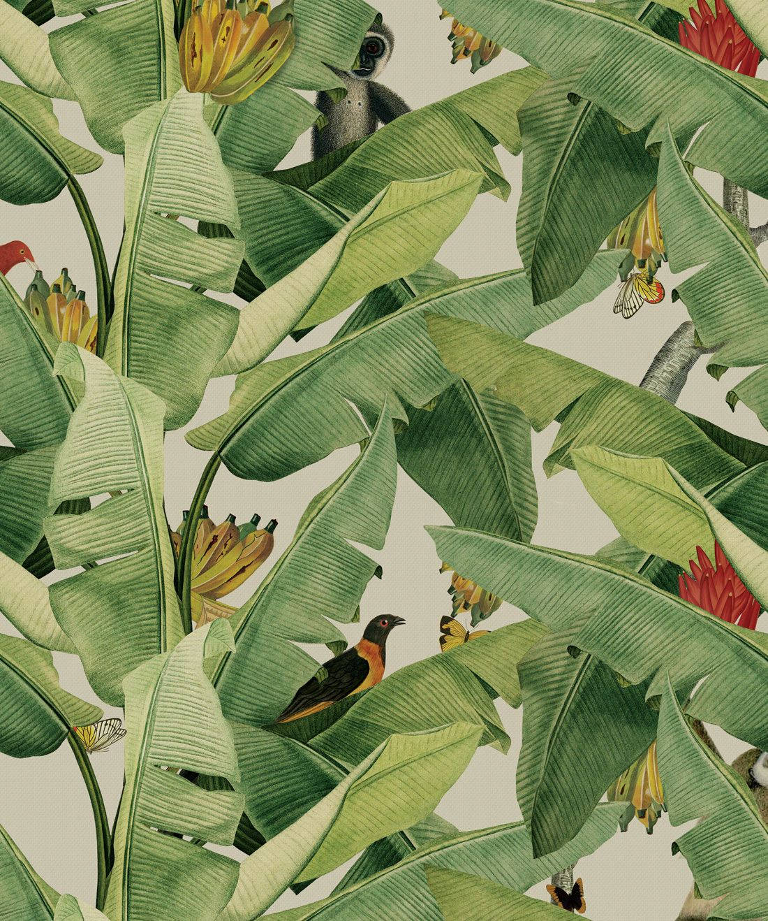 banana leaf, jungle, birds, HD Phone Wallpaper