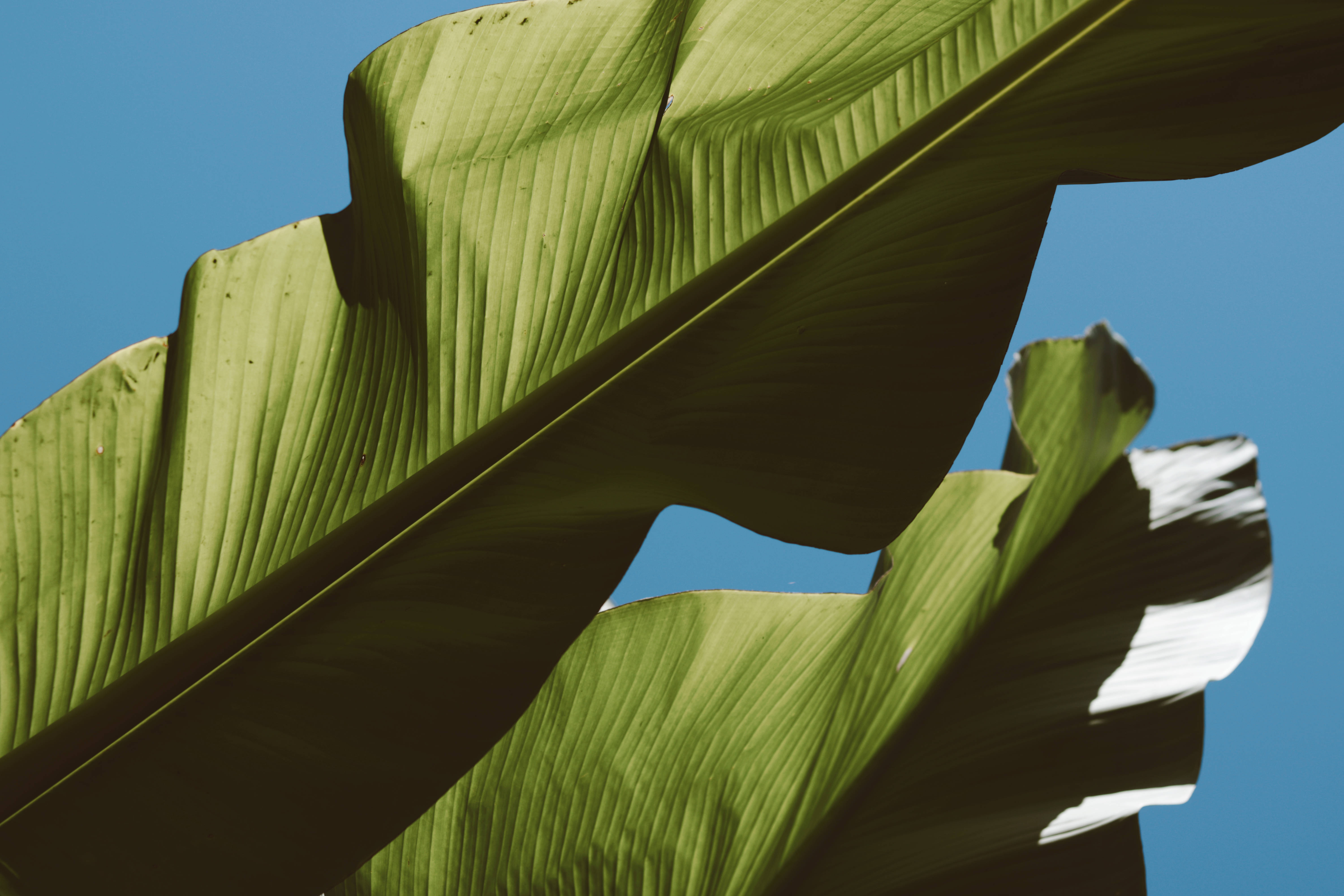banana leaf, blue sky, vibrant green, 5K Desktop Wallpaper