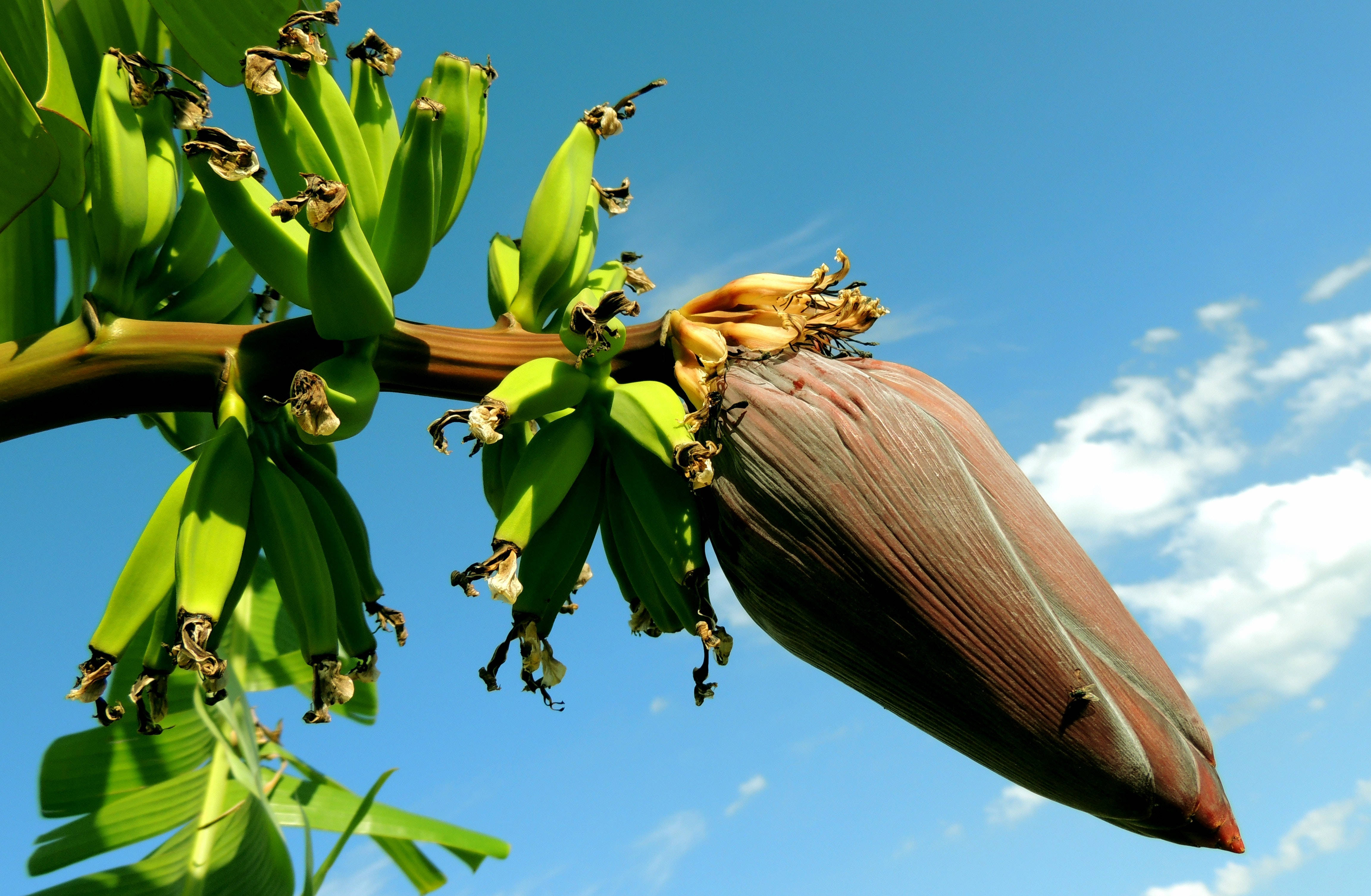 banana blossom flower, ripe green bananas, stalk, 4K Desktop Wallpaper