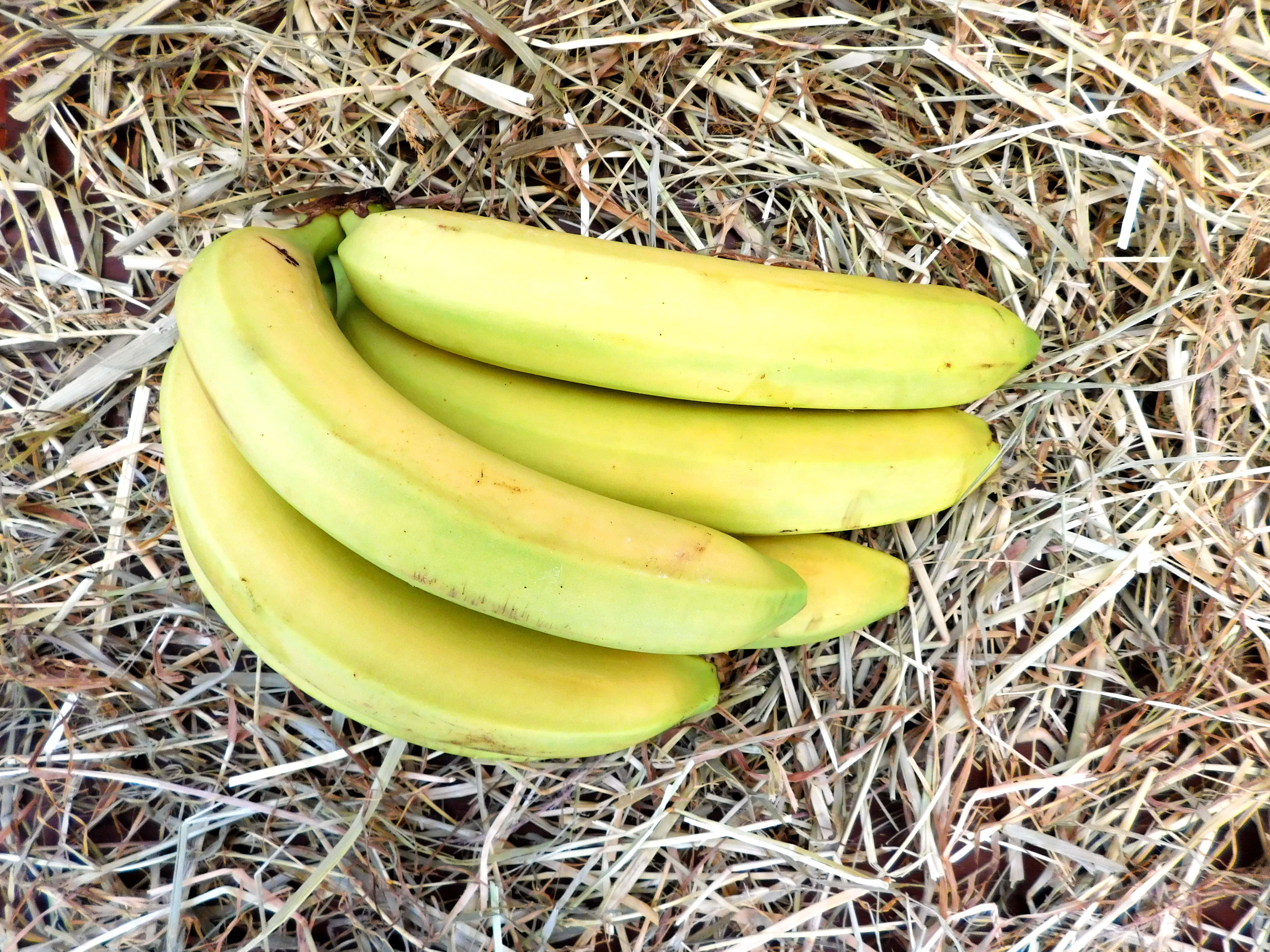 bananas, ripe yellow bananas, bed of dry straw, 4K Desktop Wallpaper
