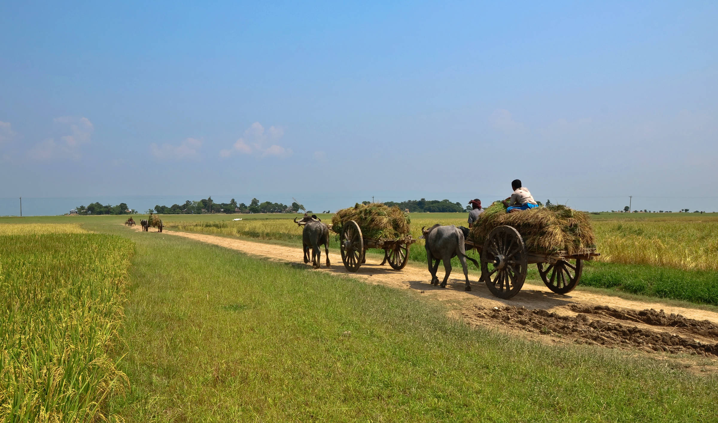 Bangladesh, willow farmers, water buffalo, Full HD Desktop Wallpaper