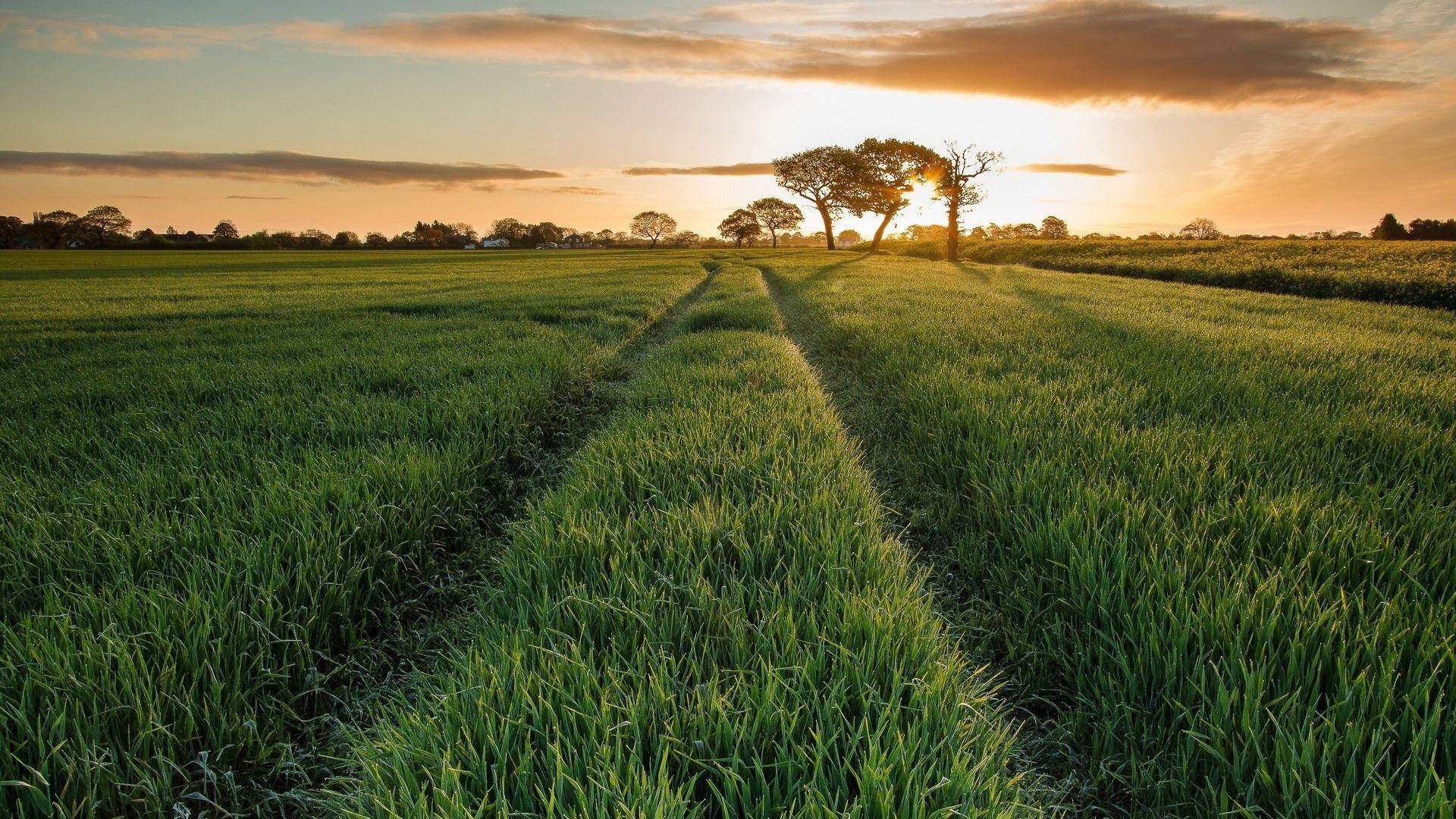 Bangladesh, golden sunset, vast green field, Full HD Desktop Wallpaper