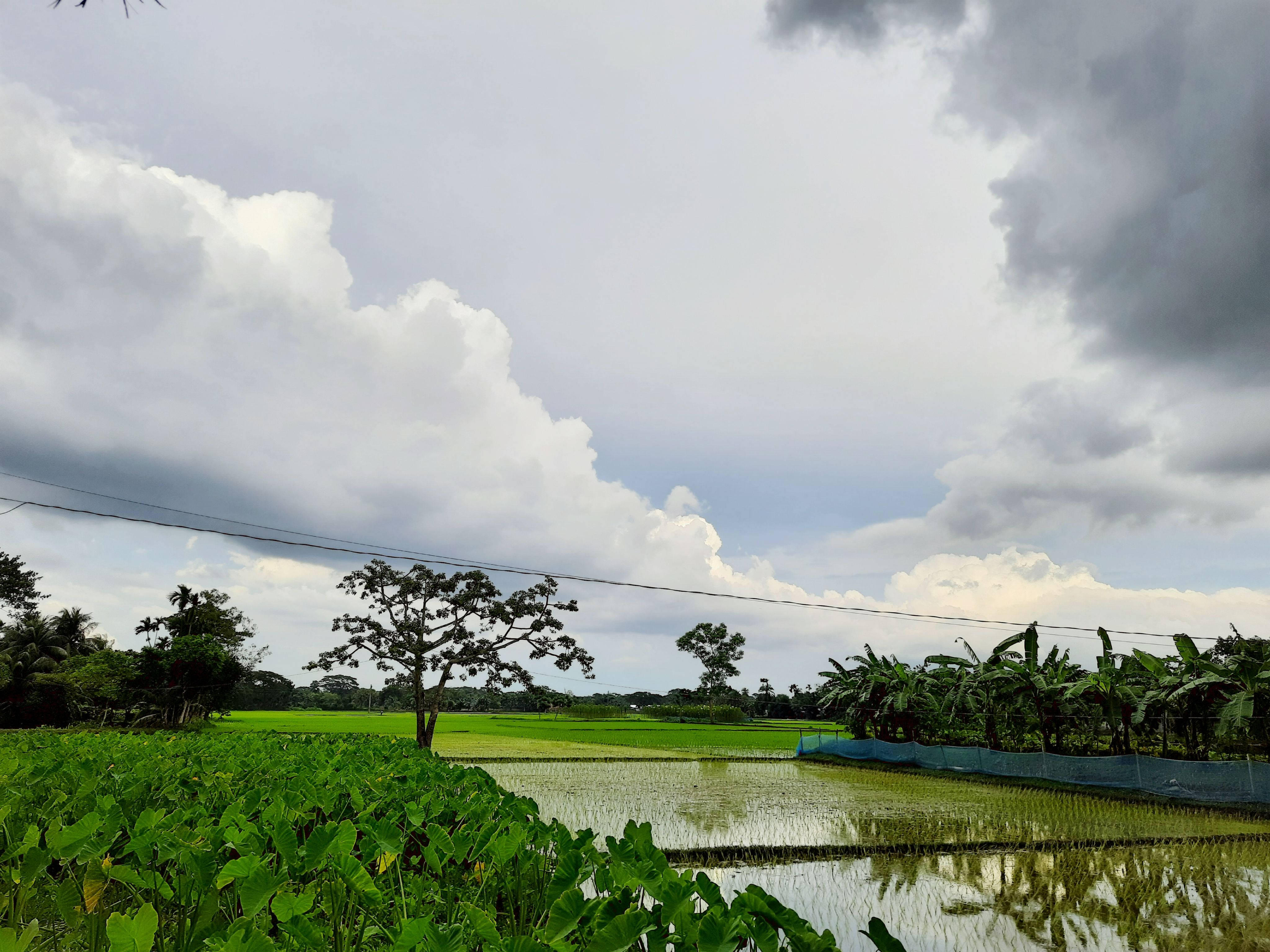 Bangladesh, common village, vast green rice paddies, 4K Desktop Wallpaper