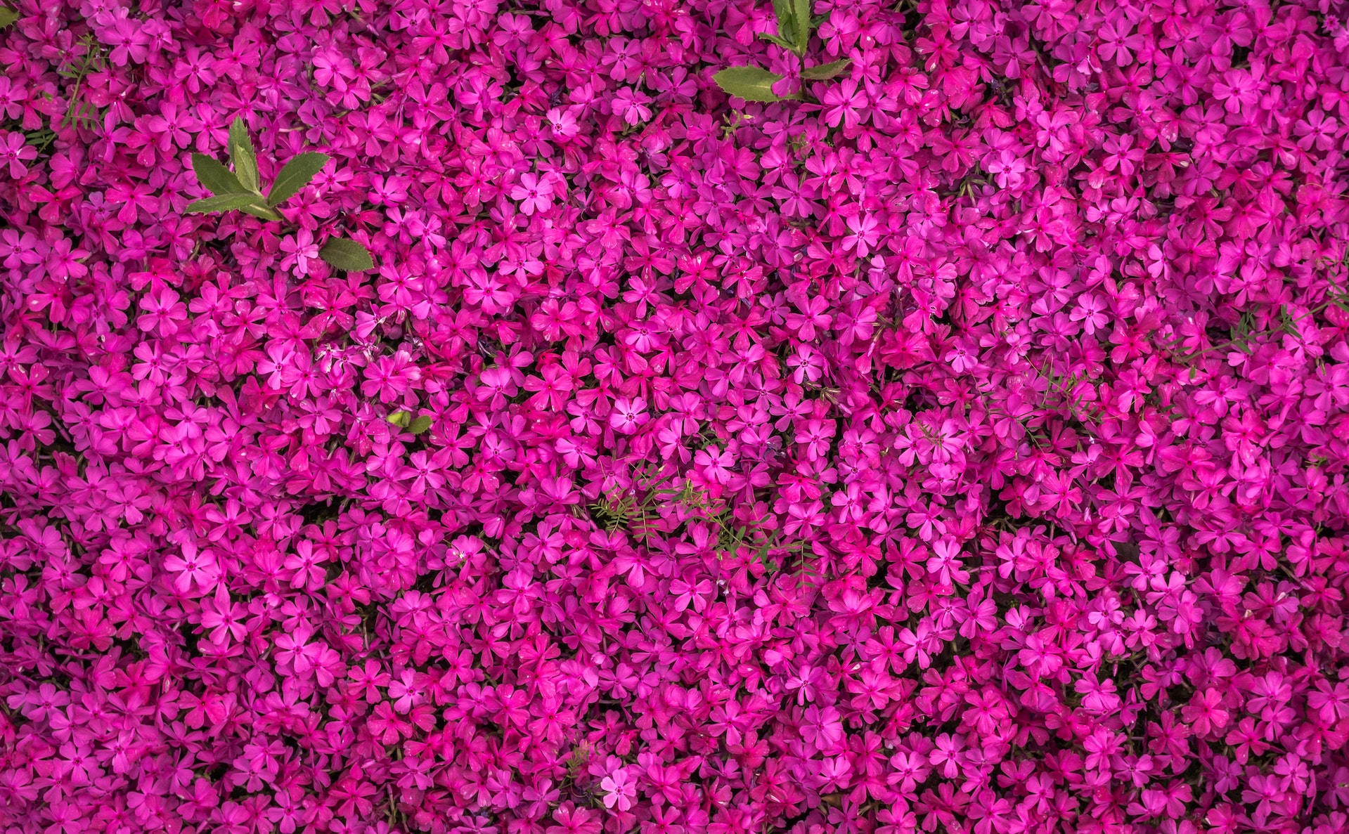 pink flower banner, magenta phlox, bright daylight, HD Desktop Wallpaper