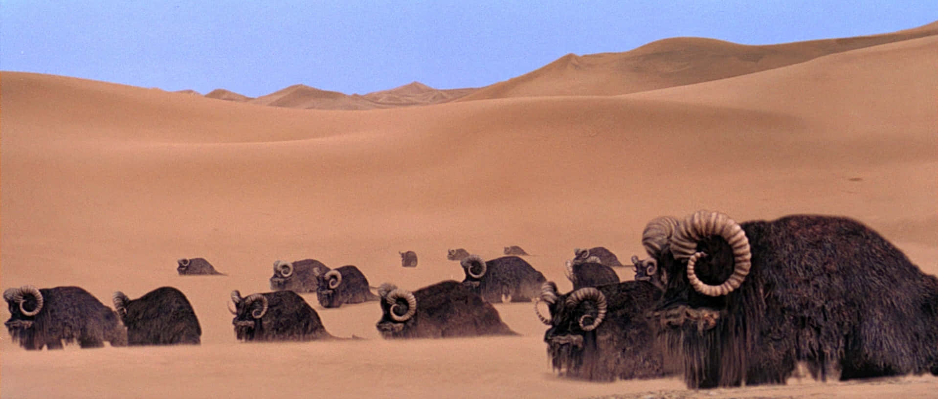 Bantha, herd, dune sea, HD Desktop Wallpaper