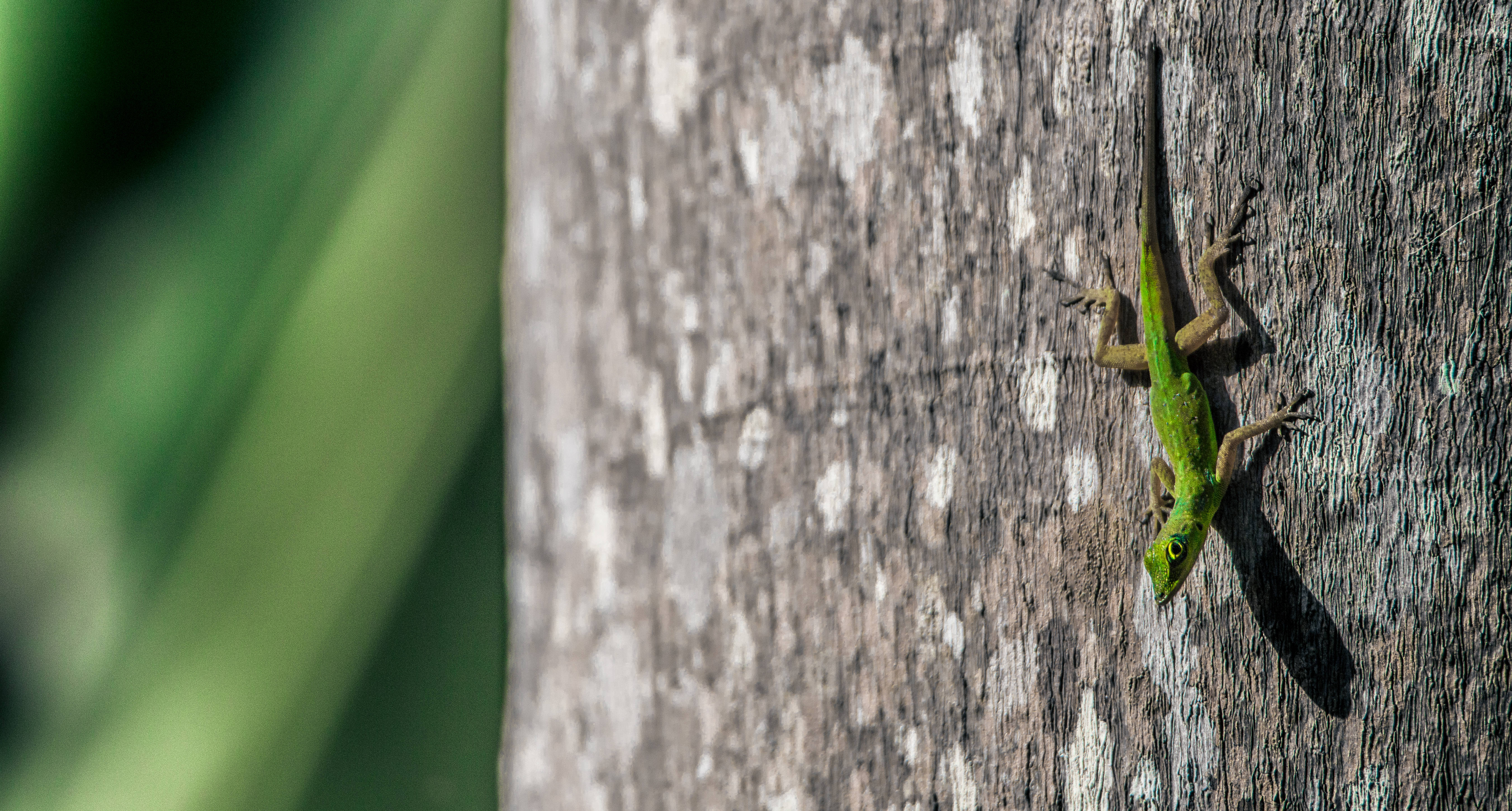 Barbados, crawling lacertids, vibrant green gecko, 5K Desktop Wallpaper