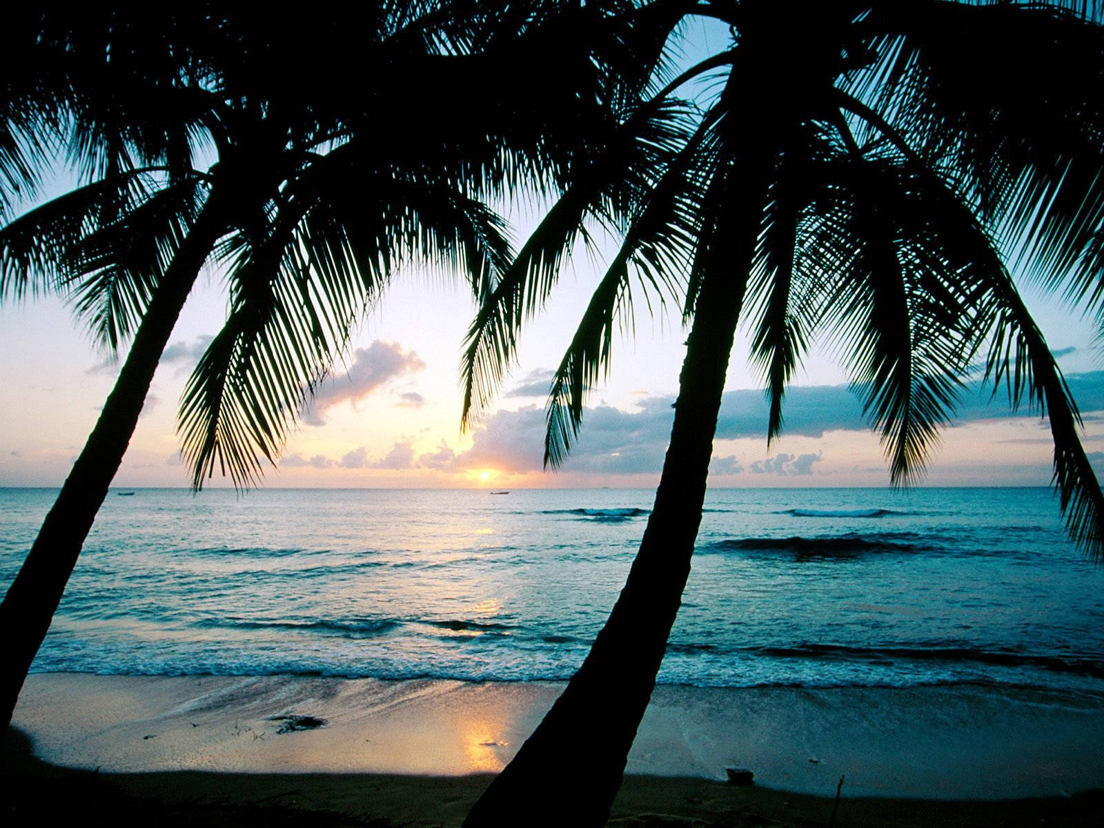 Barbados, palm trees, sunset, HD Desktop Wallpaper