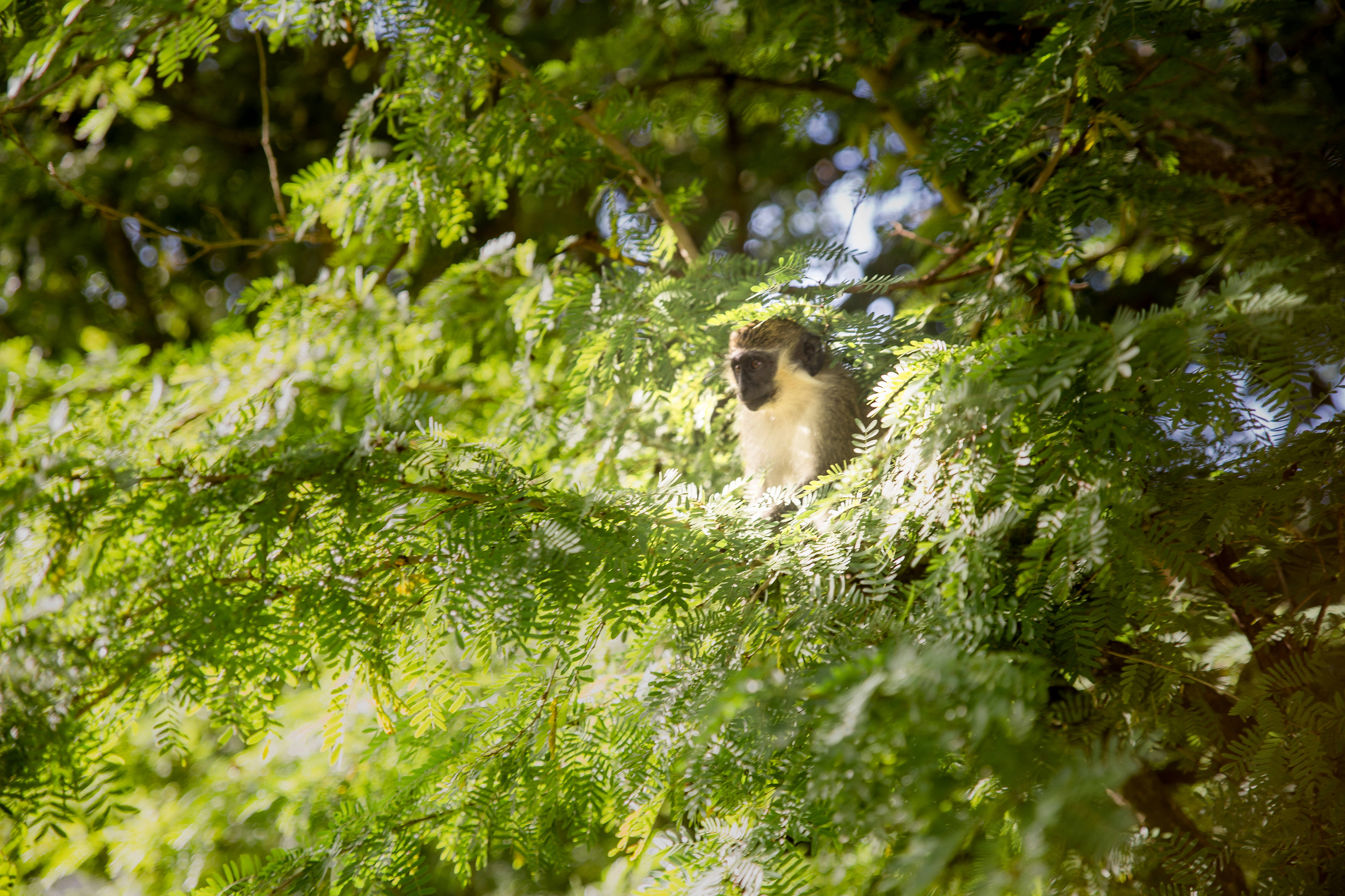 monkey, Barbados, sunlit tree canopy, 5K Desktop Wallpaper