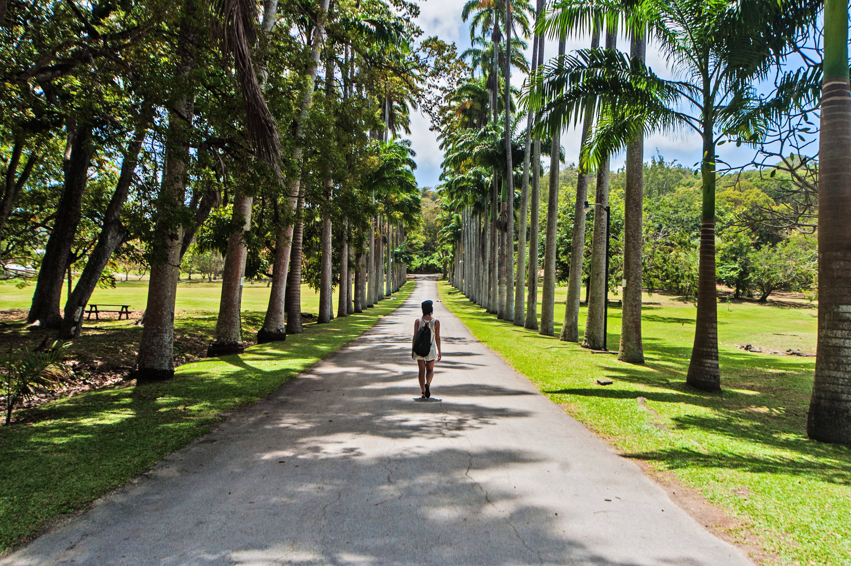 Barbados, tree-lined path, bright sun, 2K Desktop Wallpaper