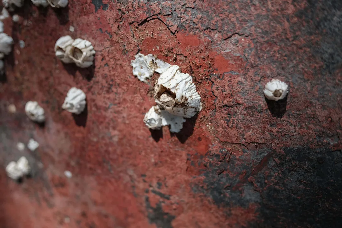Barnacle