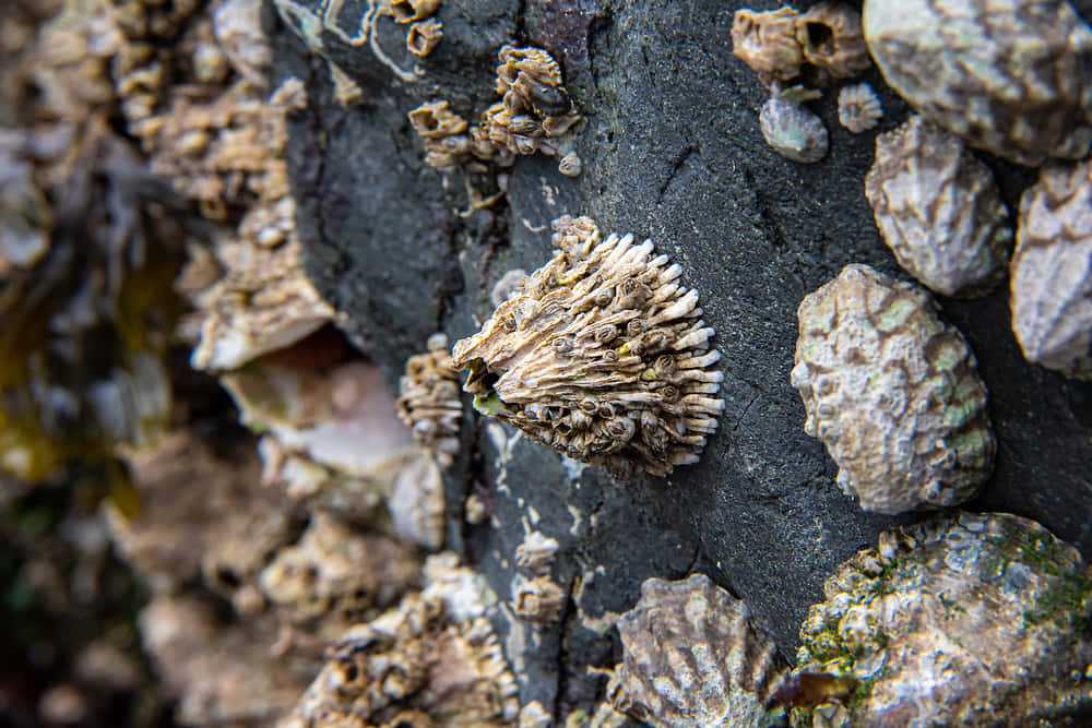 barnacles, mussels, dark wet rock face, SD Desktop Wallpaper