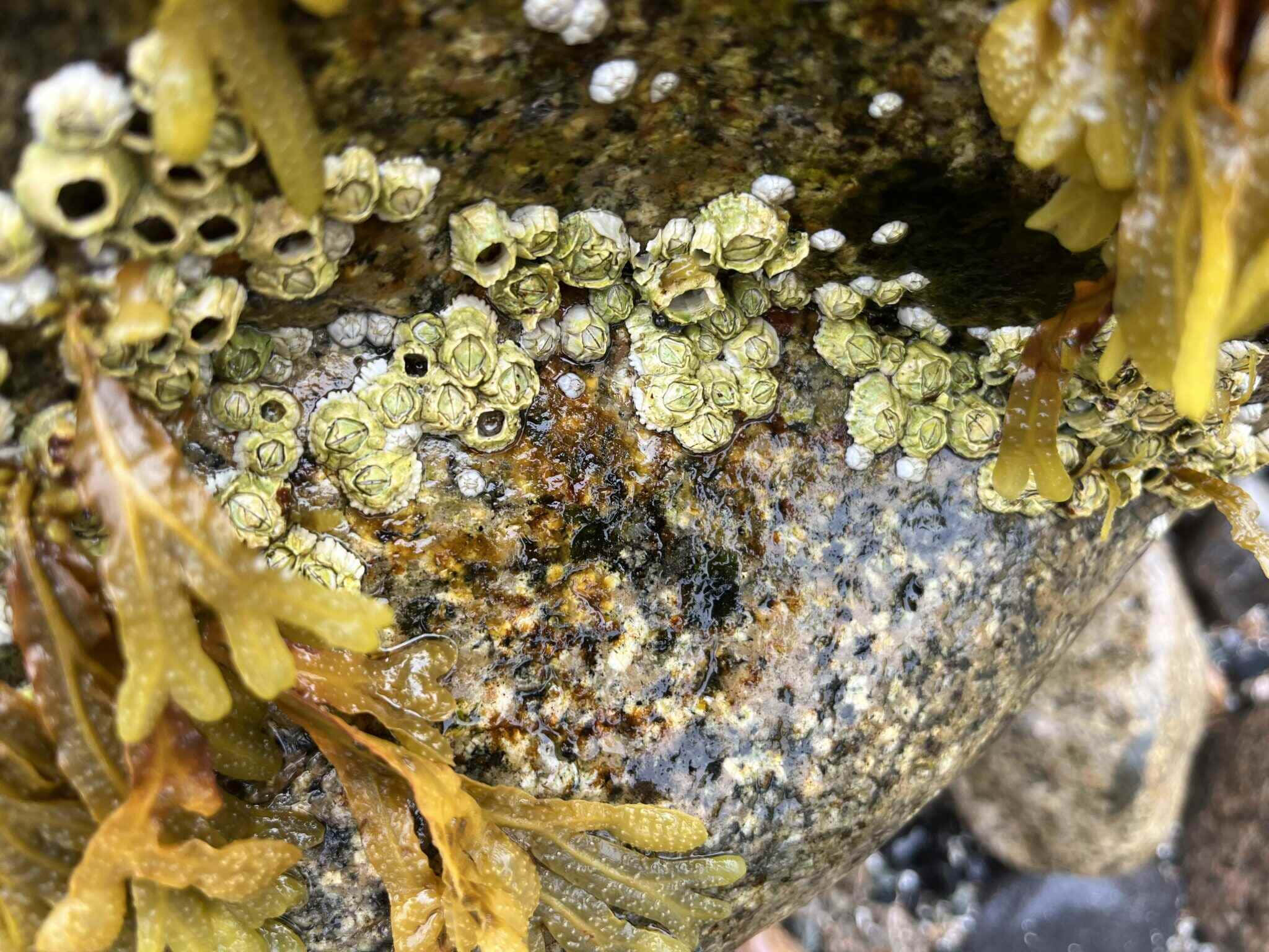barnacles, seaweed, rock, Full HD Desktop Wallpaper