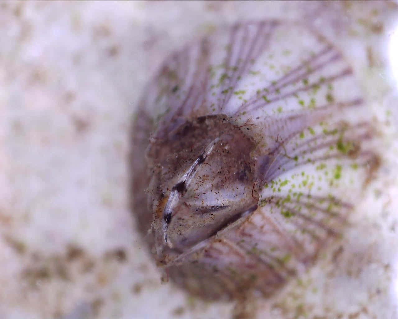 Barnacle, translucent sea creature, radial fins, HD Desktop Wallpaper