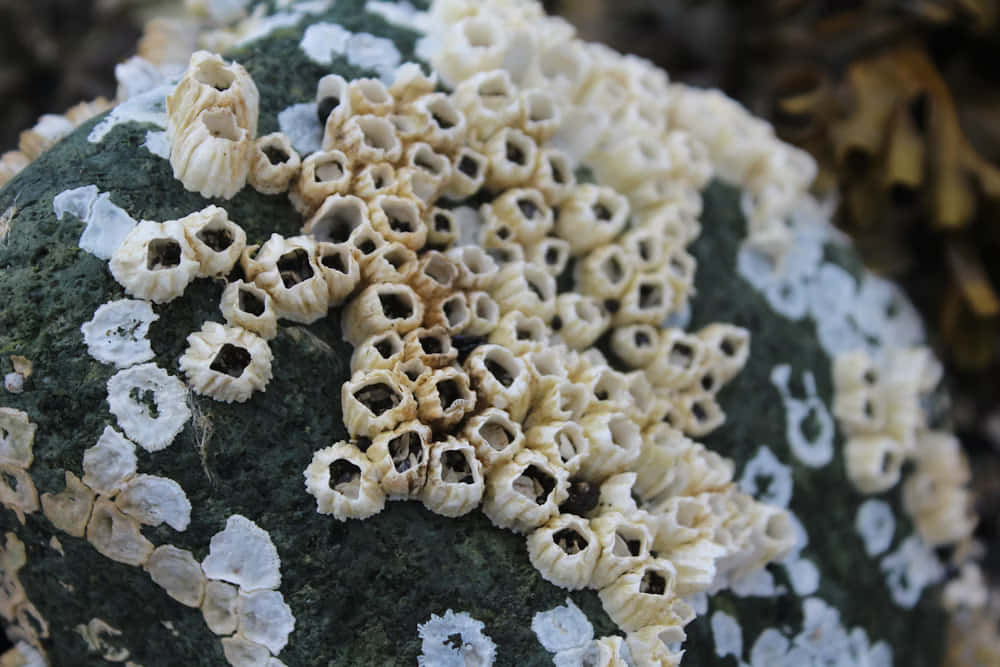 barnacle, white lichen, mossy green rock, SD Desktop Wallpaper
