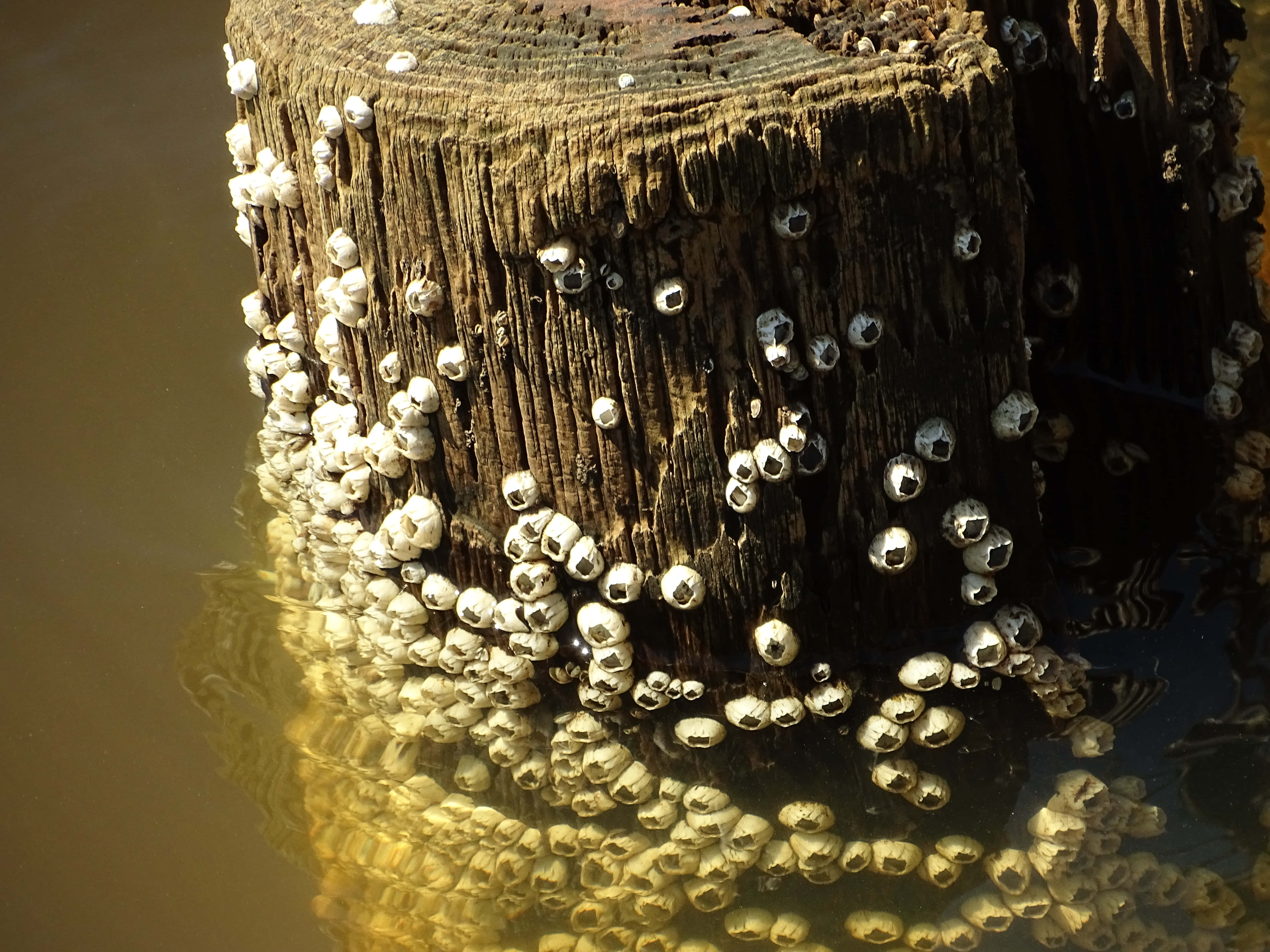 Barnacle, wooden post, calm water, 5K Desktop Wallpaper