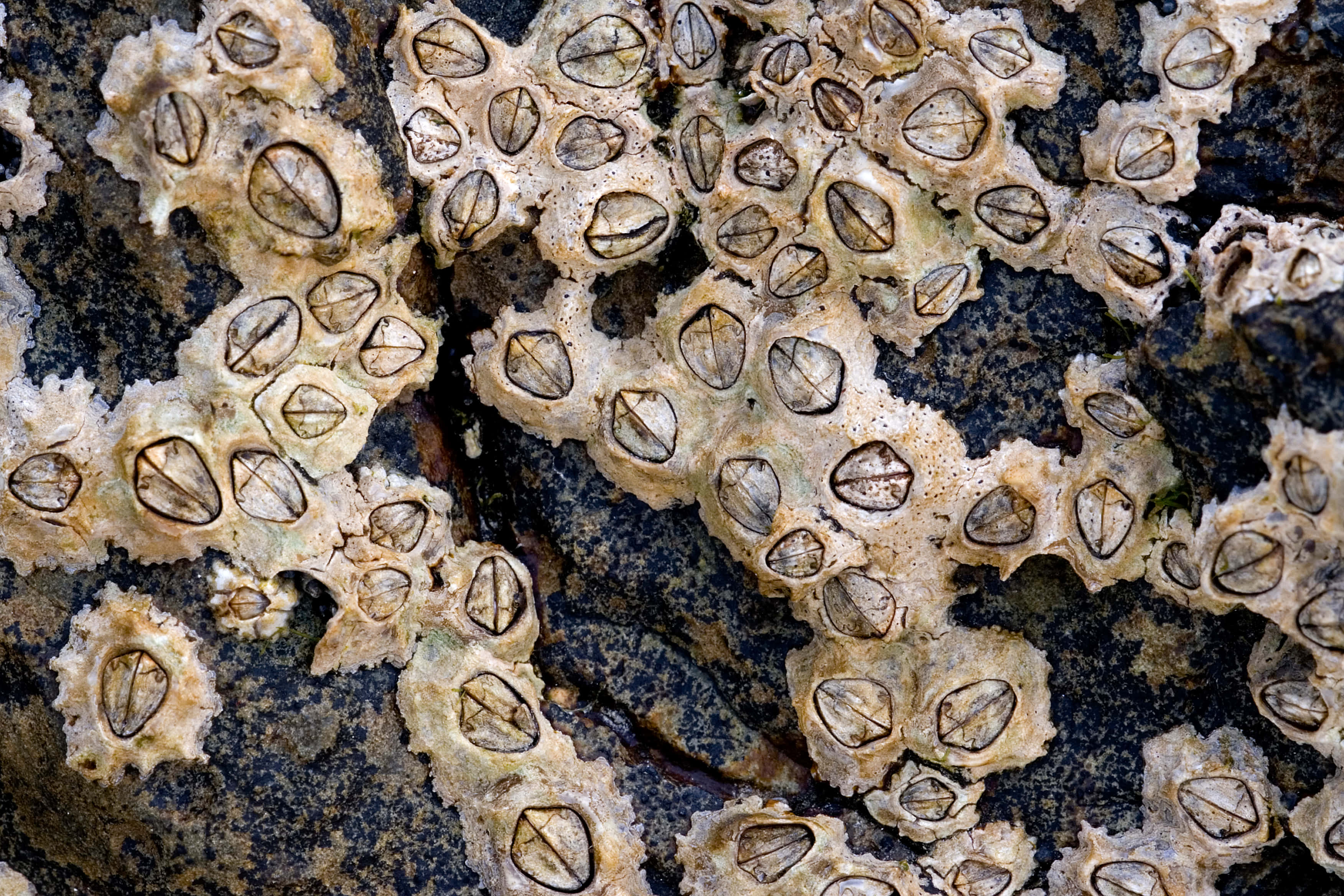 barnacle, dark wet rocks, tidal zone, 2K Desktop Wallpaper