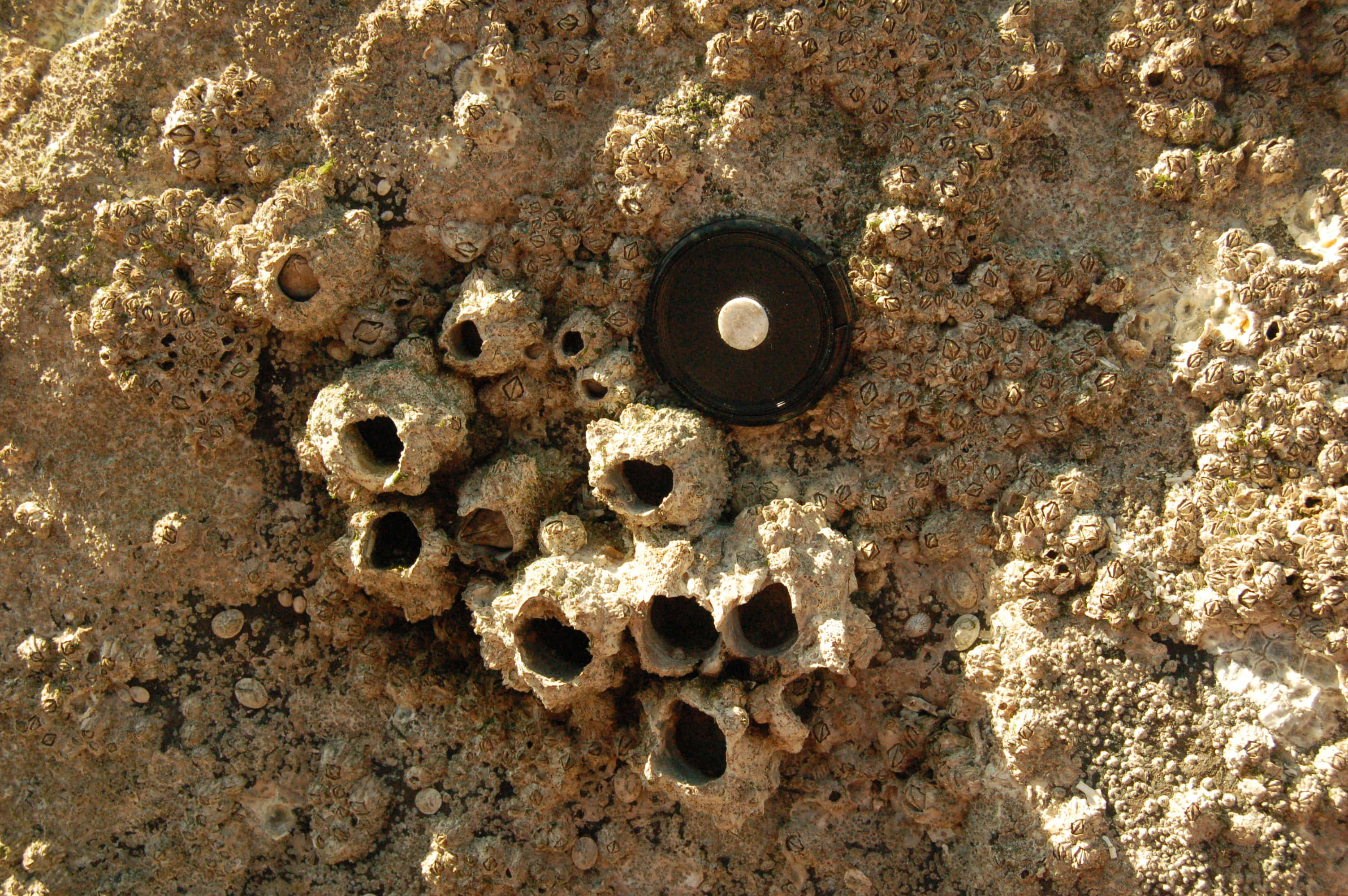 barnacle-encrusted rock, black camera lens cap, textured shells, 2K Desktop Wallpaper