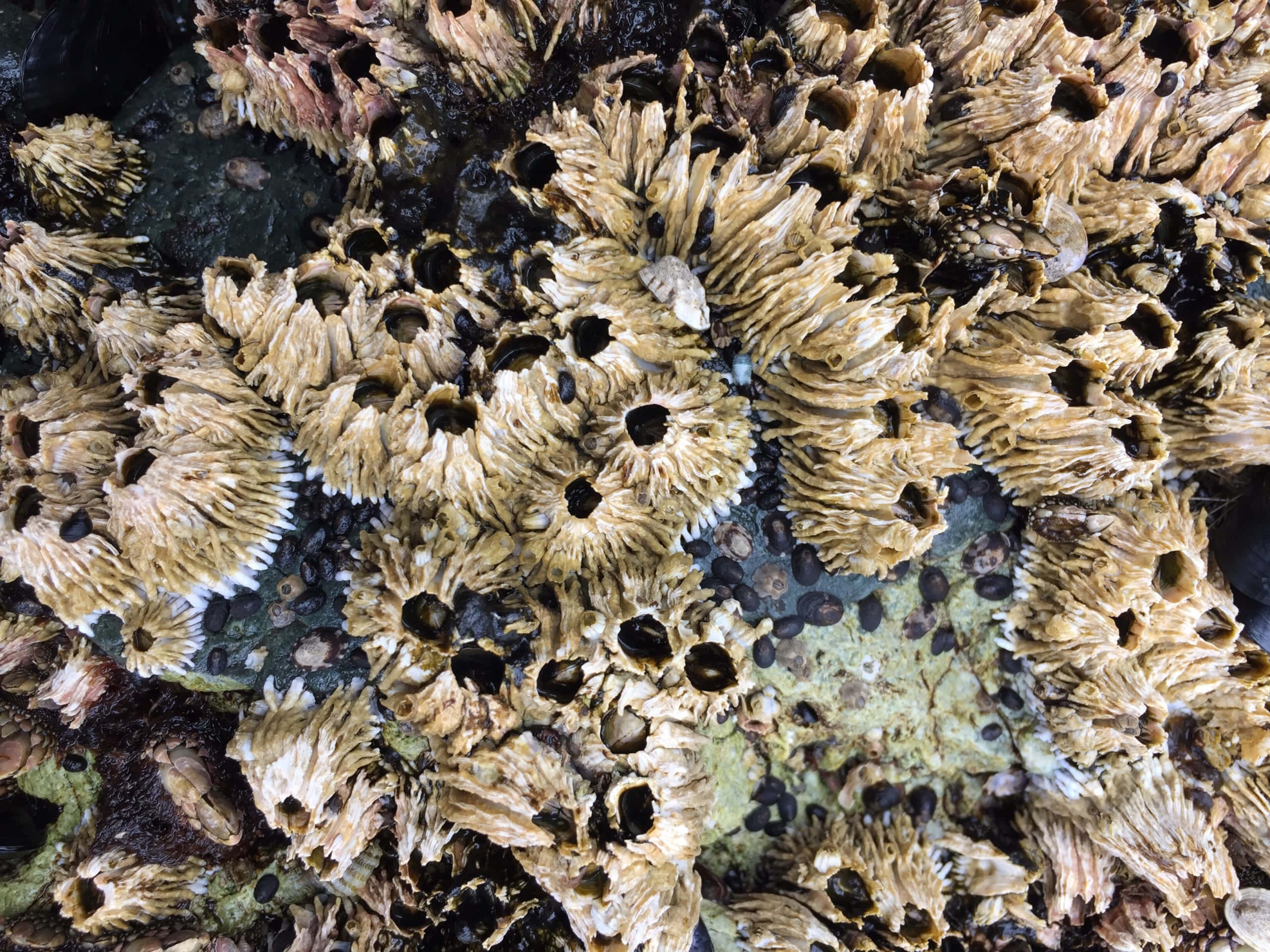 barnacles, wet rock, intricate textures, 2K Desktop Wallpaper