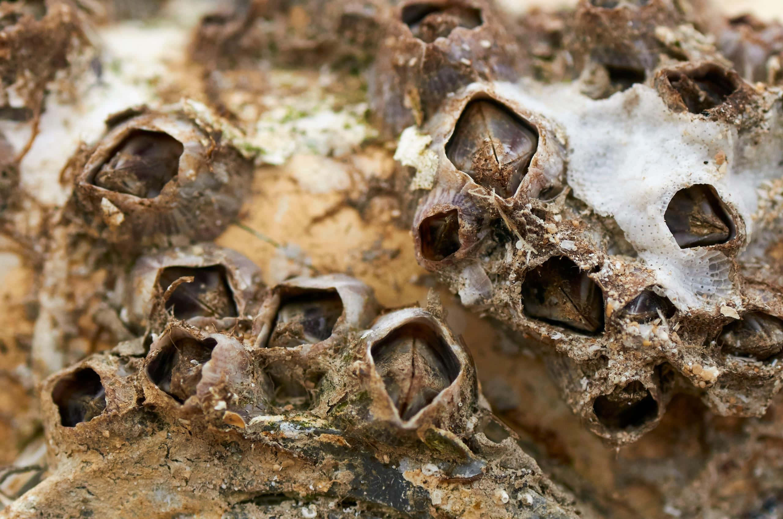Barnacle, weathered rock surface, textured shells, 2K Desktop Wallpaper