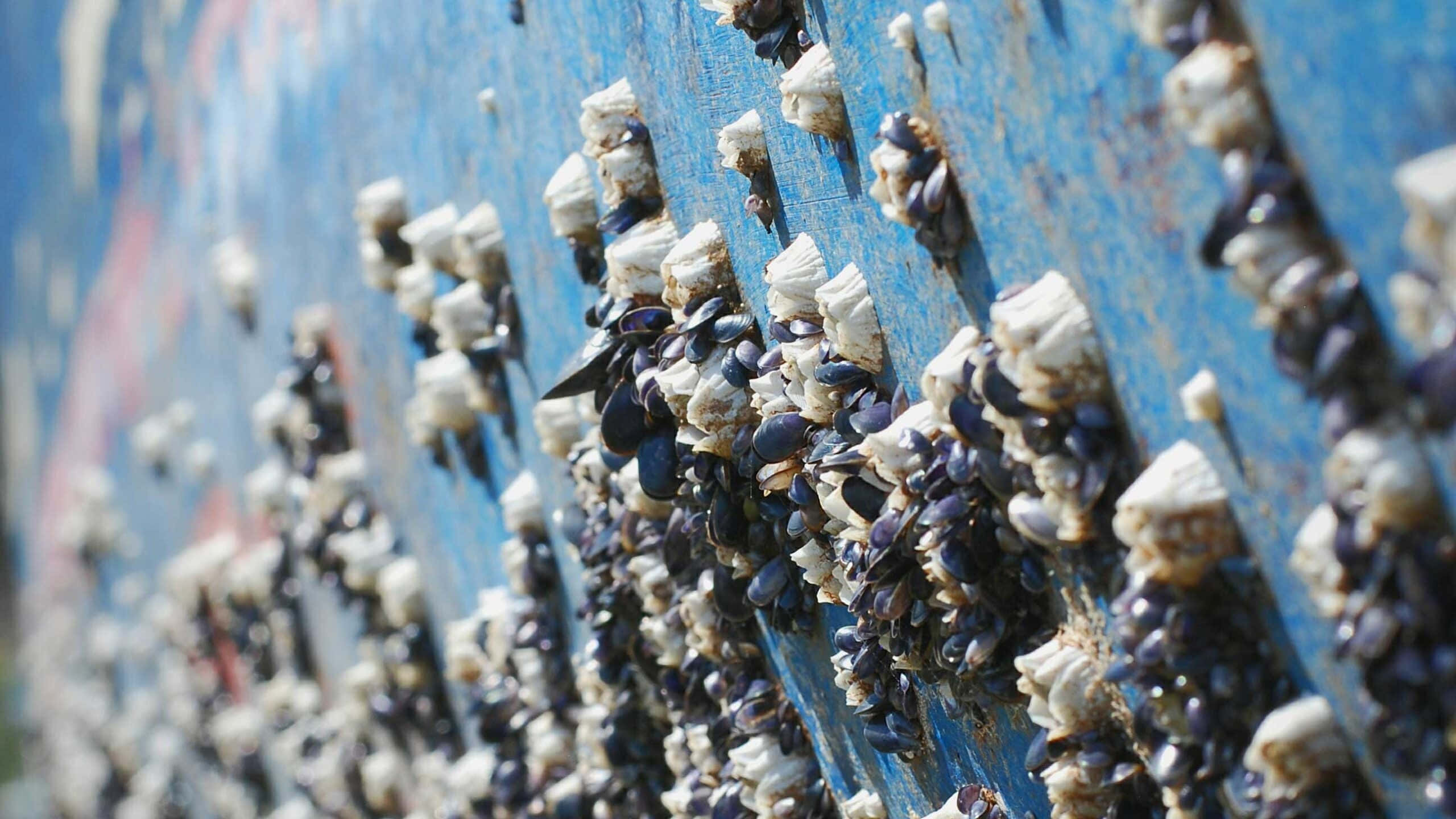 barnacles, mussels, weathered blue wooden planks, 2K Desktop Wallpaper
