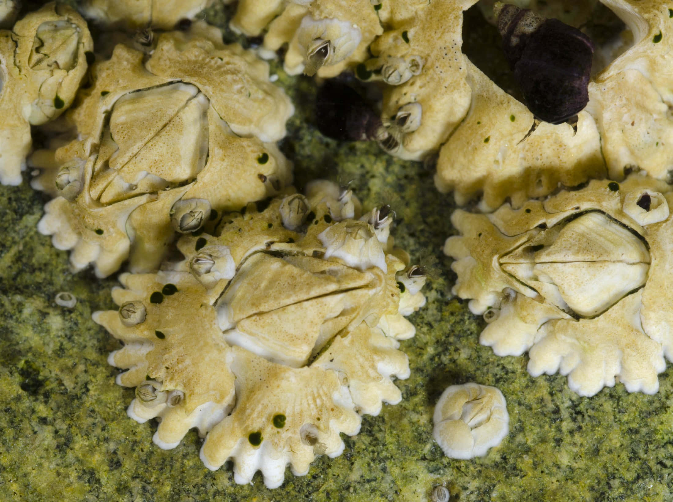 barnacle colony, cream-colored, textured shells, Full HD Desktop Wallpaper