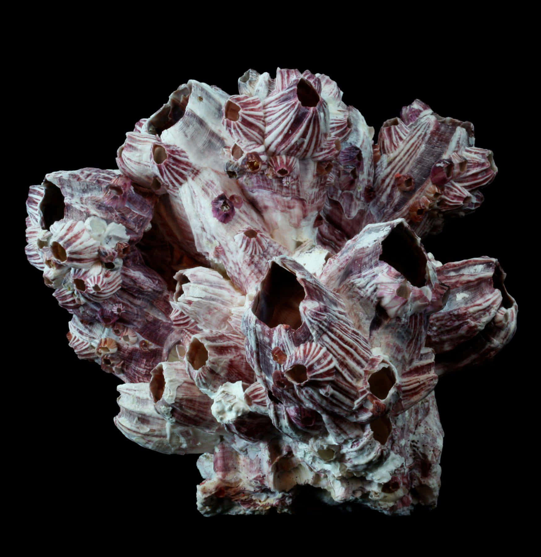 barnacle, rock, sea, HD Phone Wallpaper