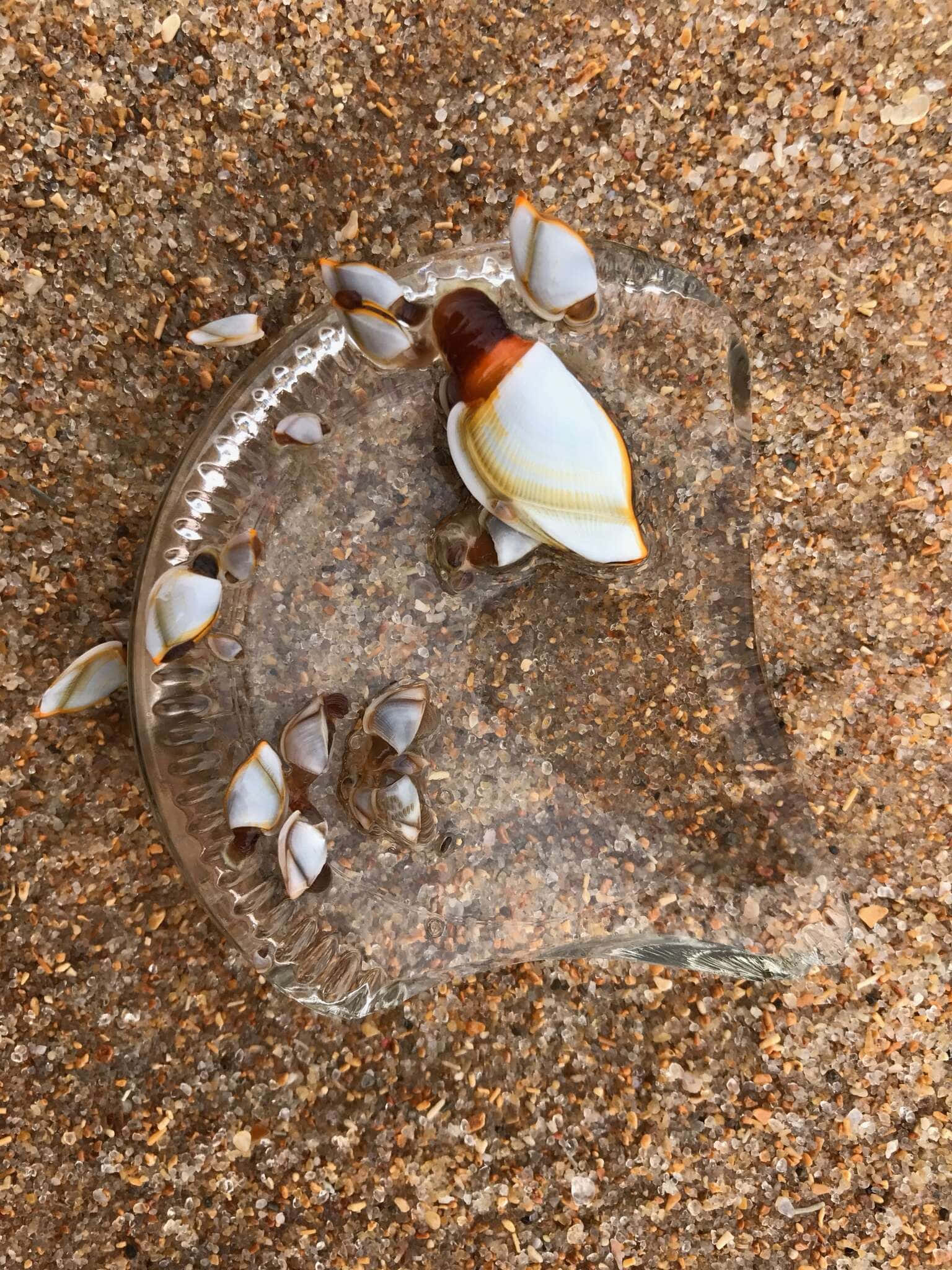 barnacle, jellyfish, wet sandy beach, Full HD Phone Wallpaper