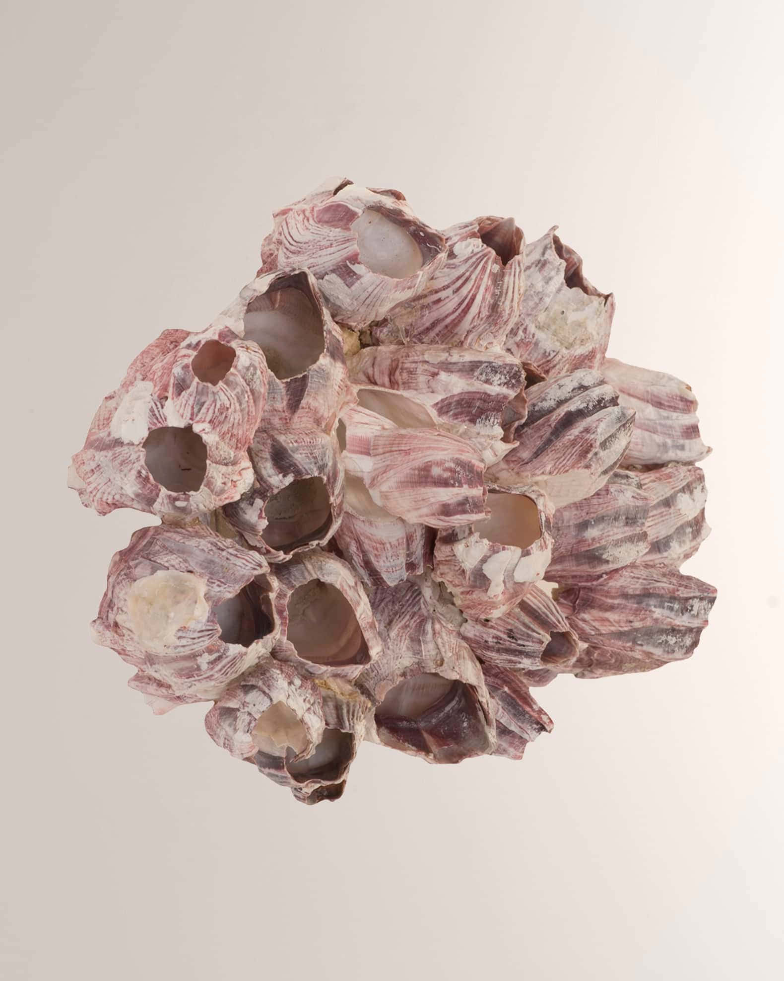 barnacles, pink and white striped shells, rock, Full HD Phone Wallpaper