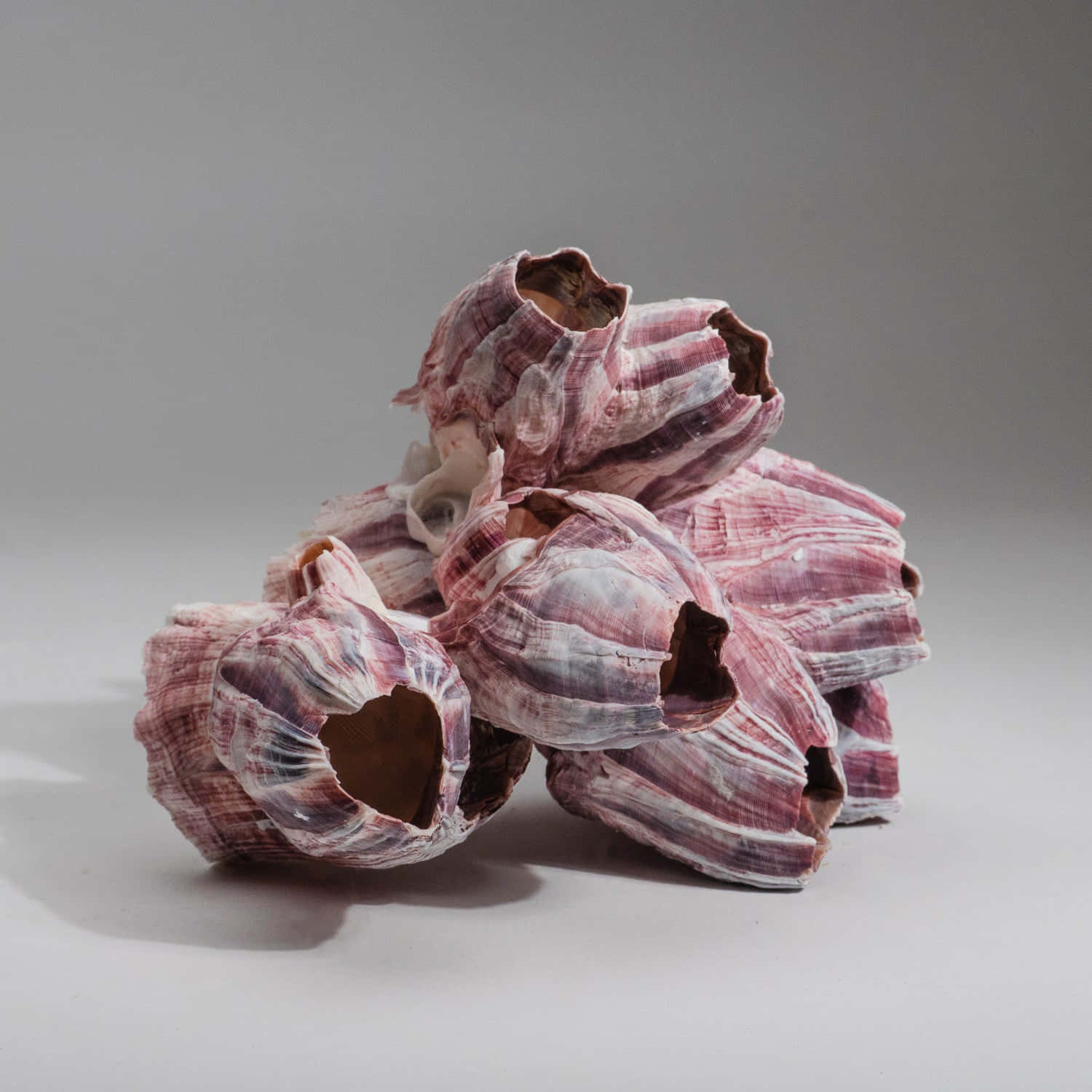 pink and white striped barnacles, hollow interiors, plain gray surface, HD Desktop Wallpaper