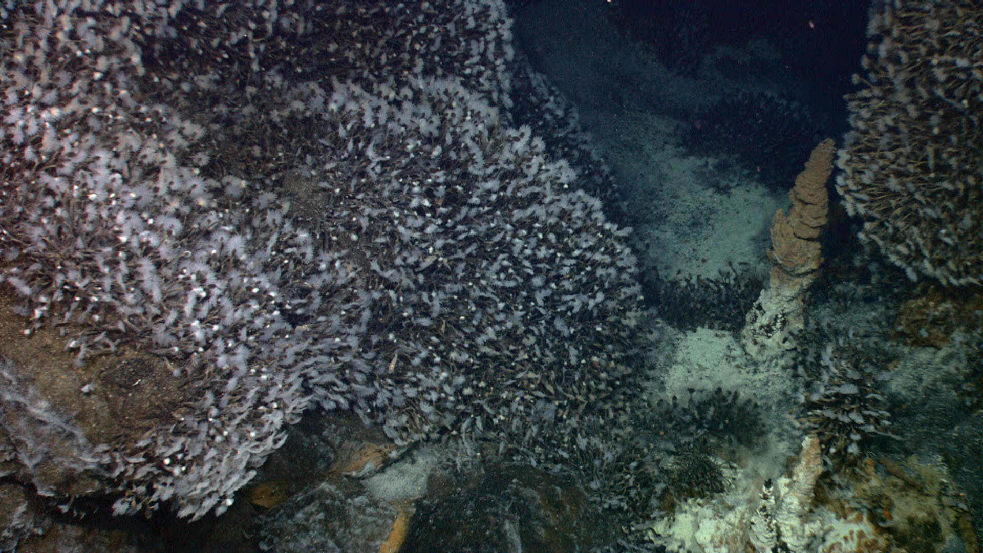 deep sea, barnacle colony, coral reef, Full HD Desktop Wallpaper