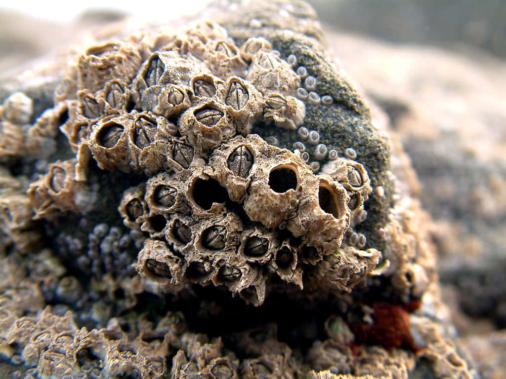 Barnacle, wet rock, tiny bubbles, SD Desktop Wallpaper