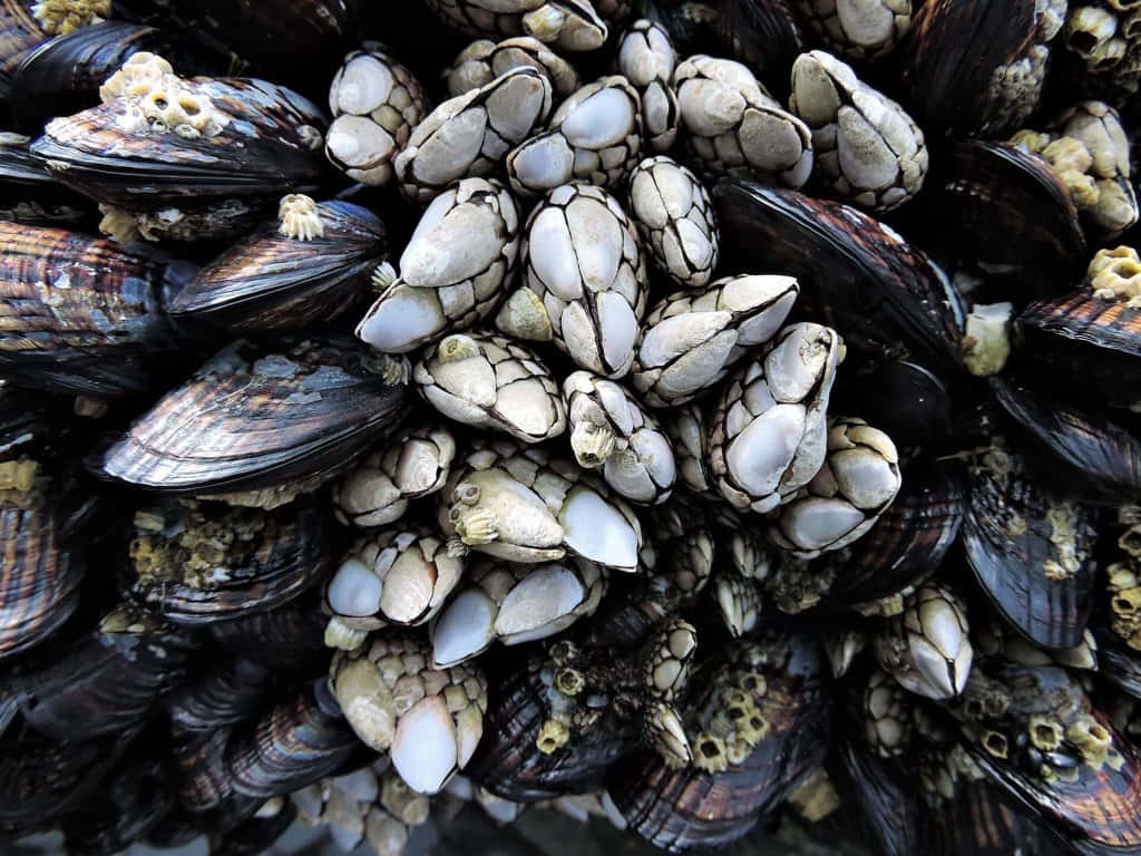 barnacles, mussels, wet rock surface, SD Desktop Wallpaper