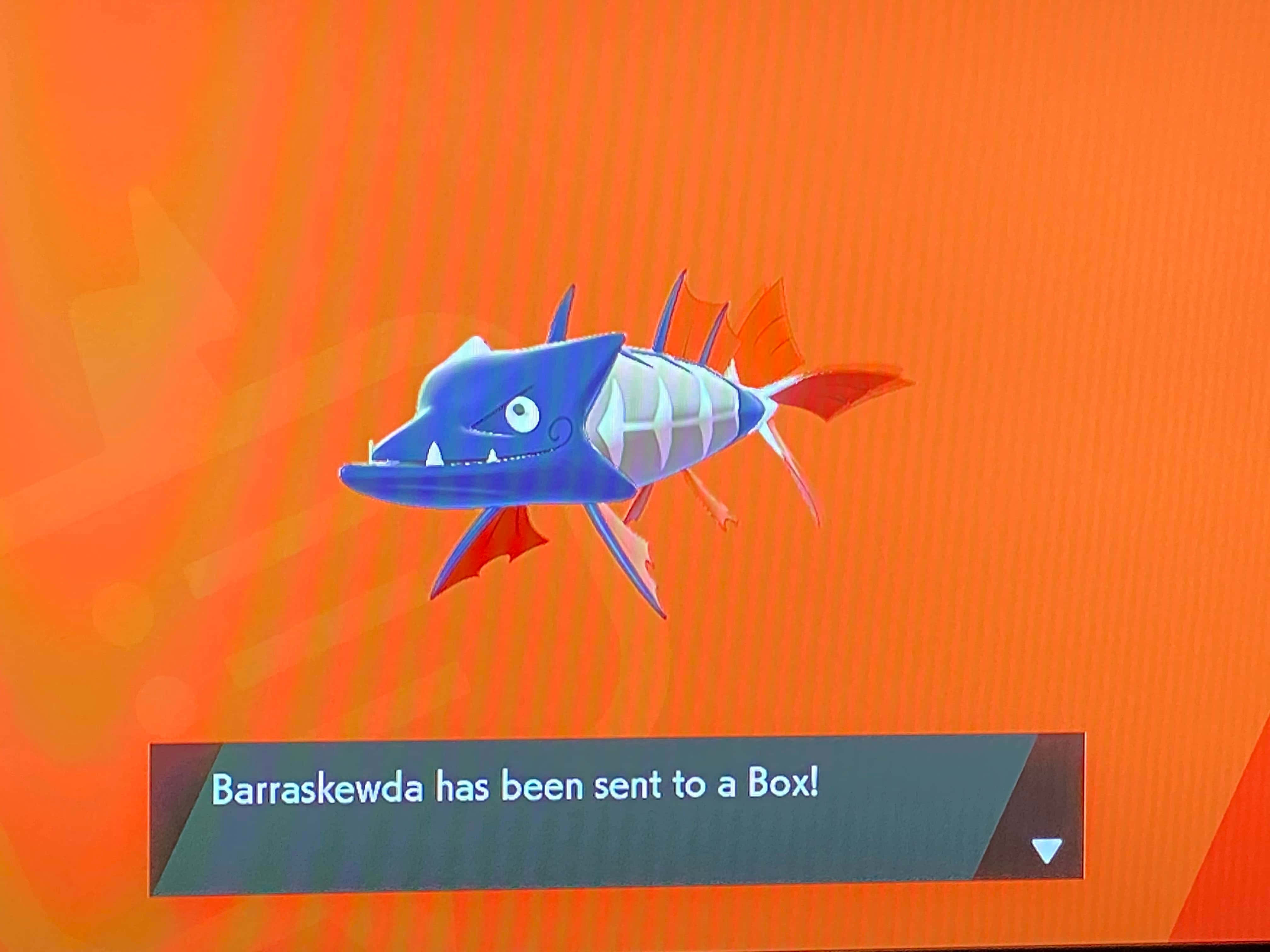 Barraskewda, shiny, blue and white, 4K Desktop Wallpaper
