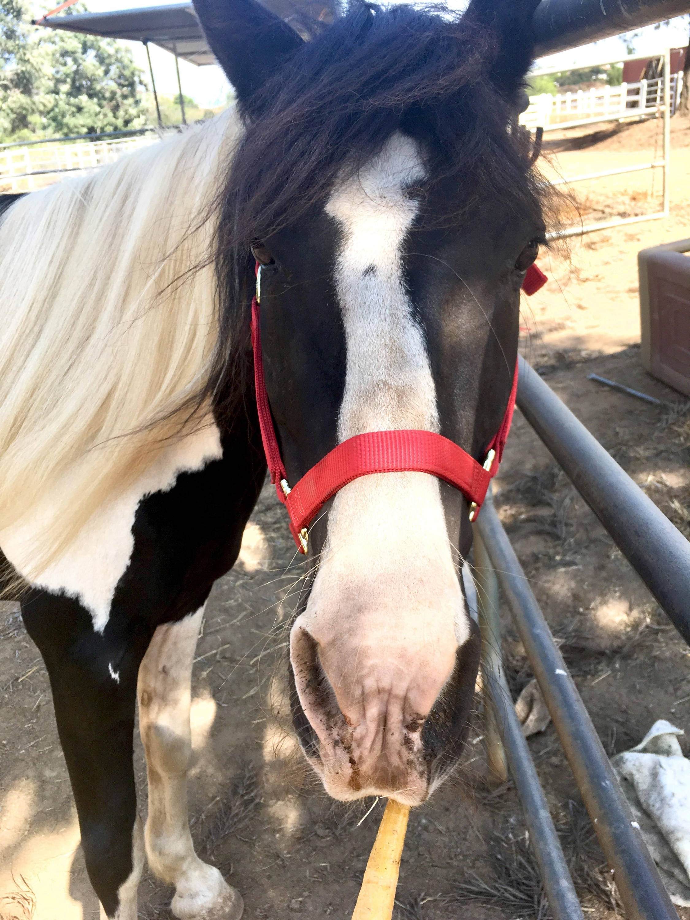 black and white pinto horse, red halter, yellow stick, 2K Phone Wallpaper