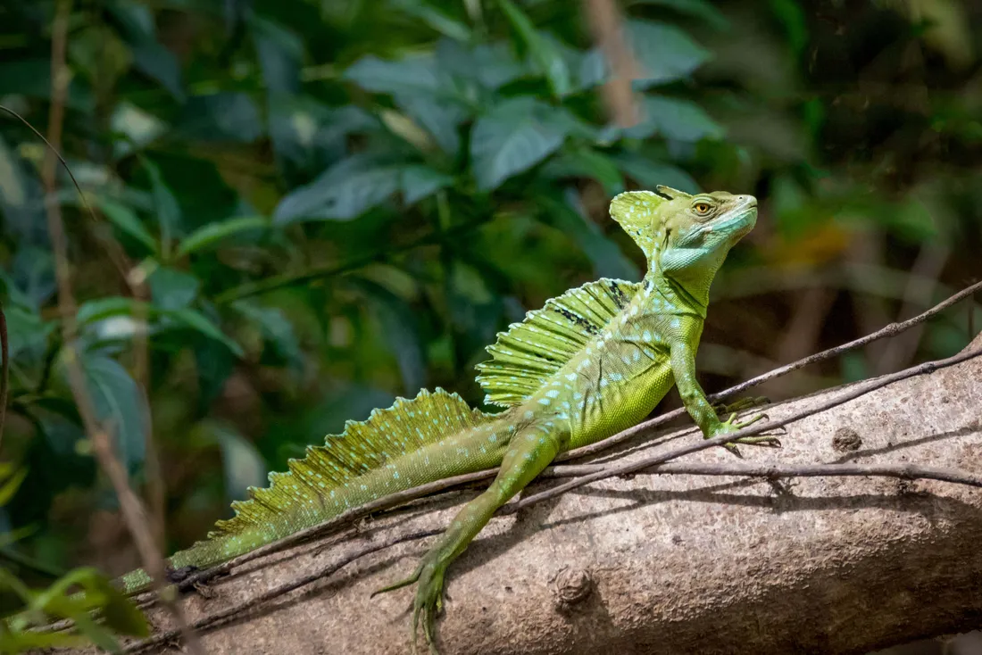 Basilisk Lizard