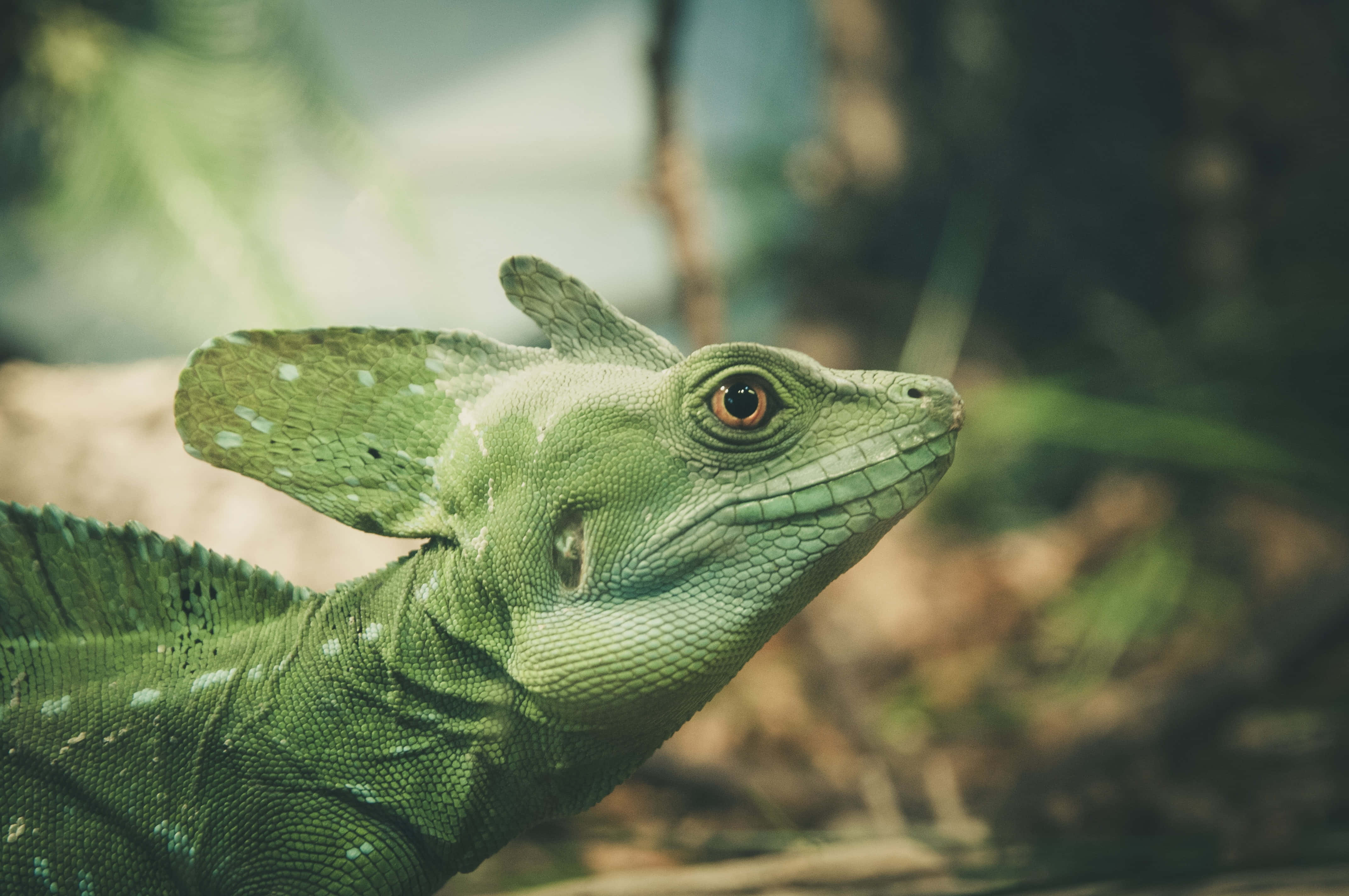 Basilisk Lizard, green tree lizard, spiky crest, 4K Desktop Wallpaper