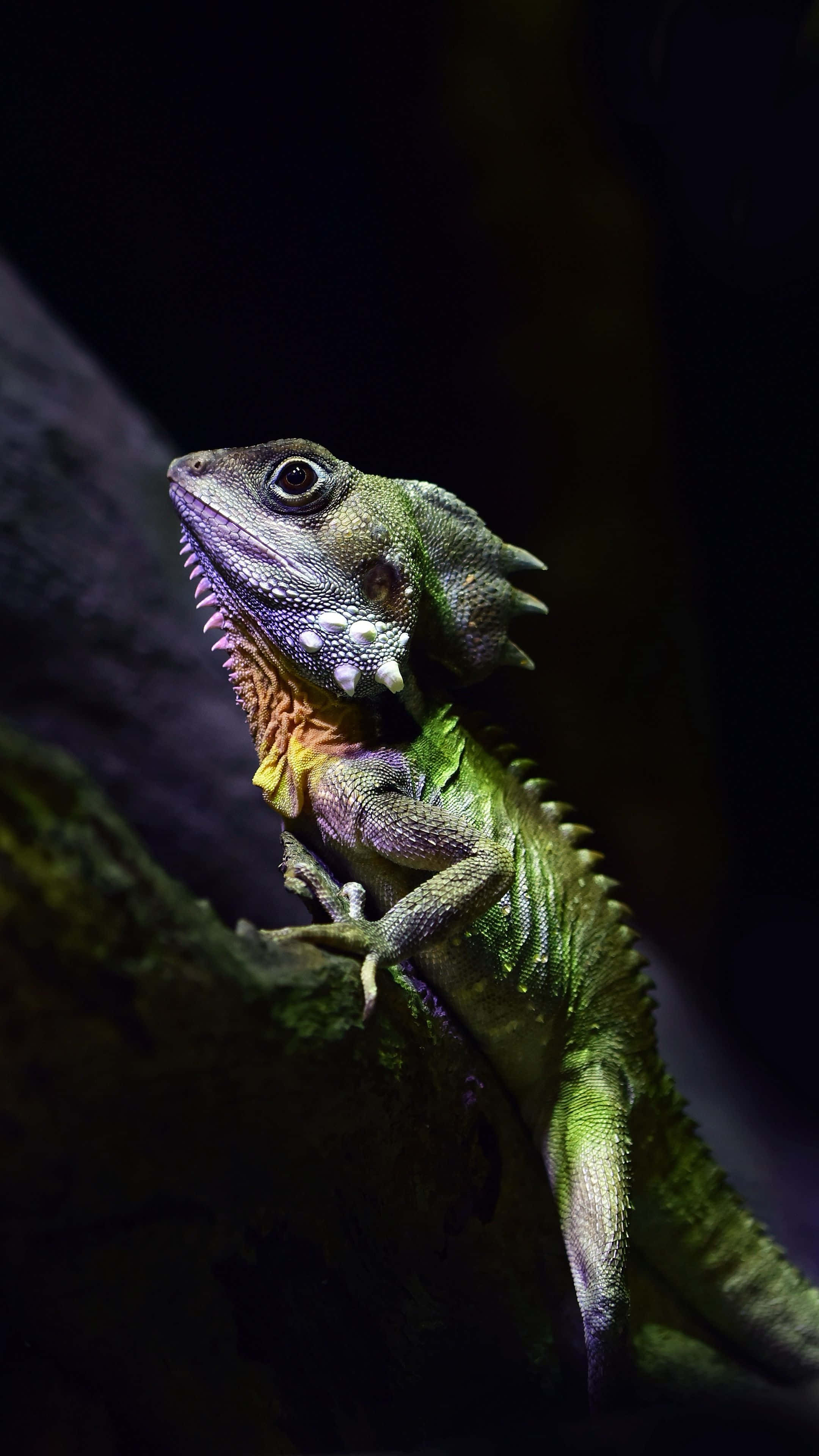 Basilisk Lizard, vibrant green, spiky crest, 4K Phone Wallpaper
