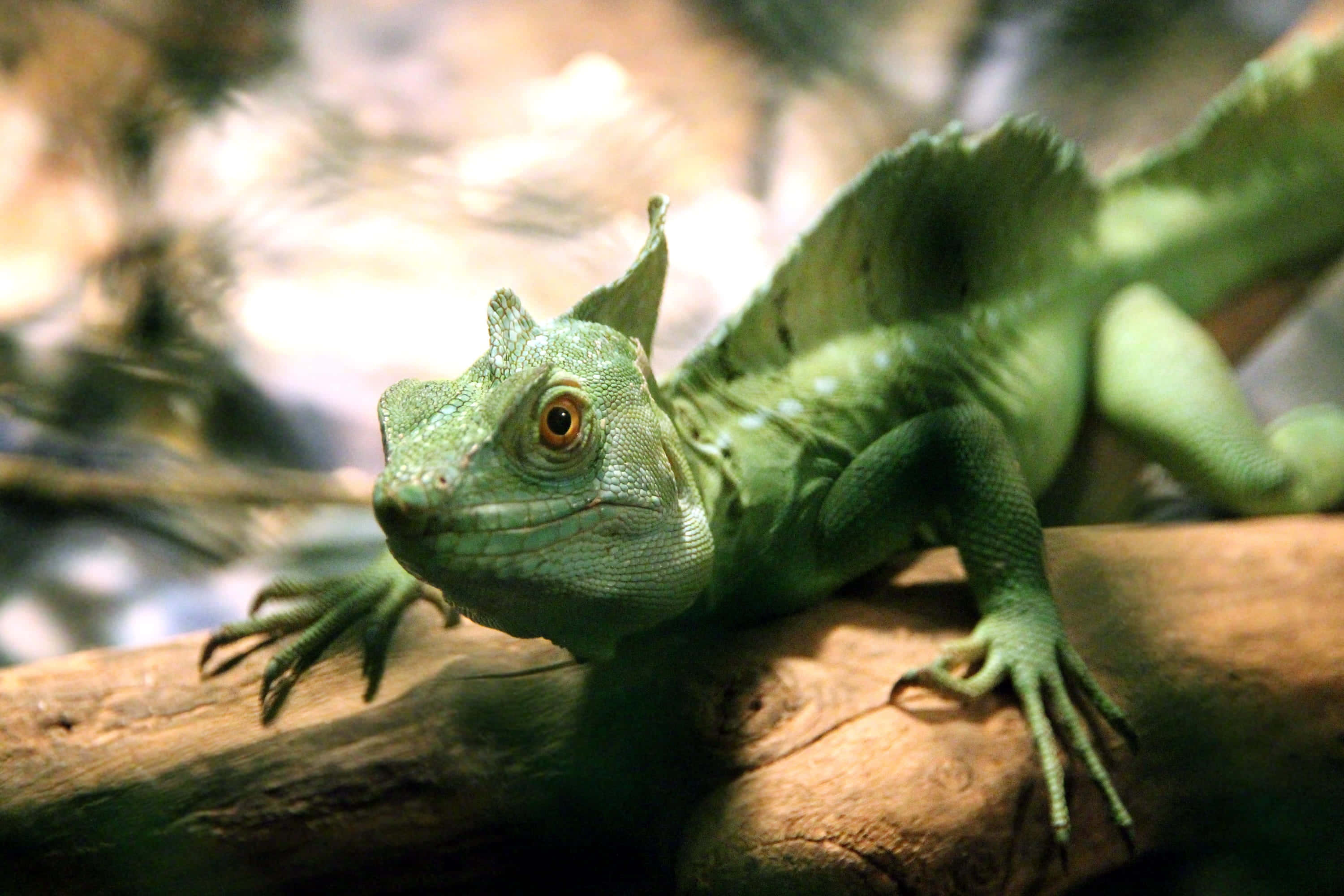 Green Basilisk Lizard, sunlit log, textured scales, 2K Desktop Wallpaper