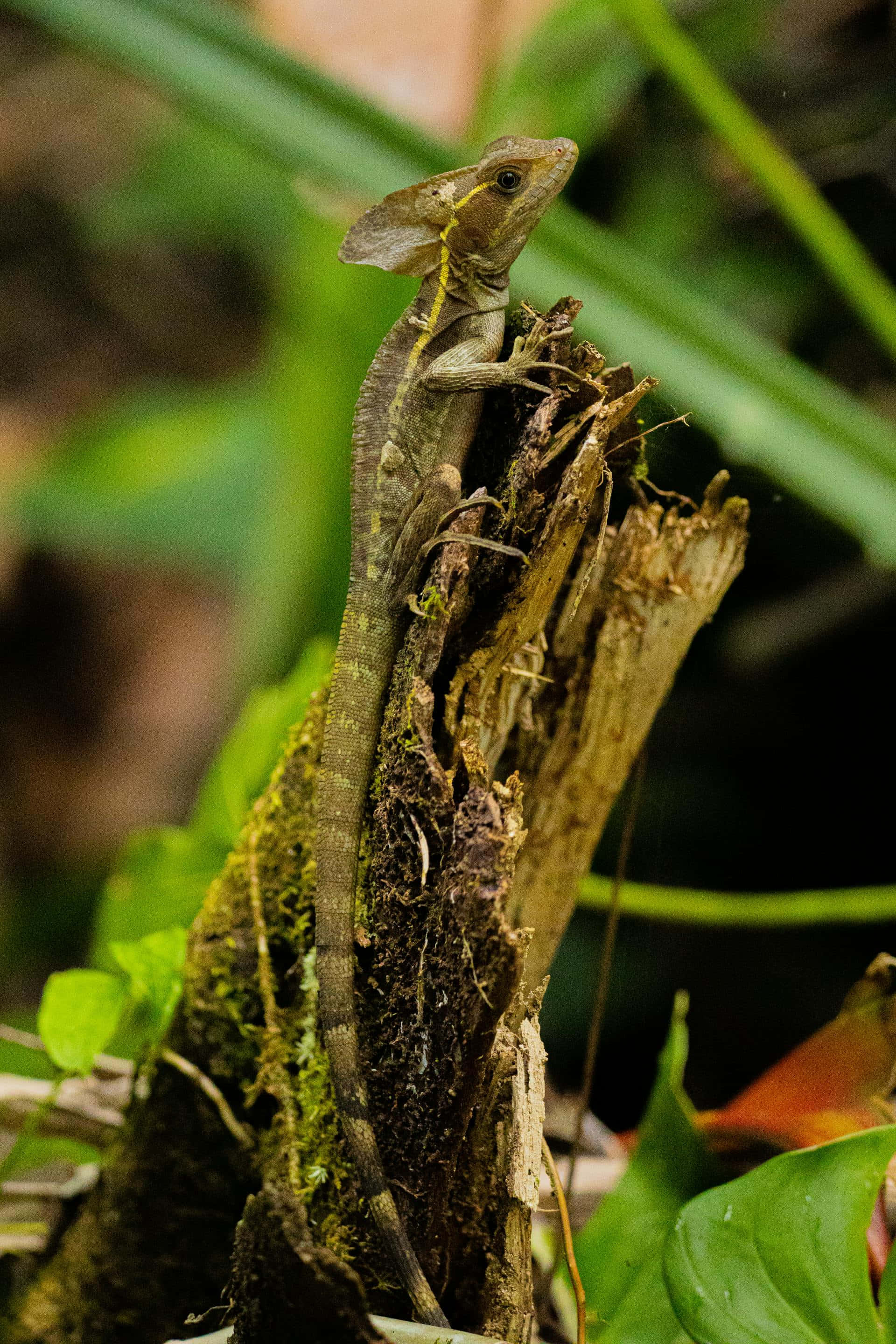 Basilisk Lizard, tree stump, mossy, 2K Phone Wallpaper