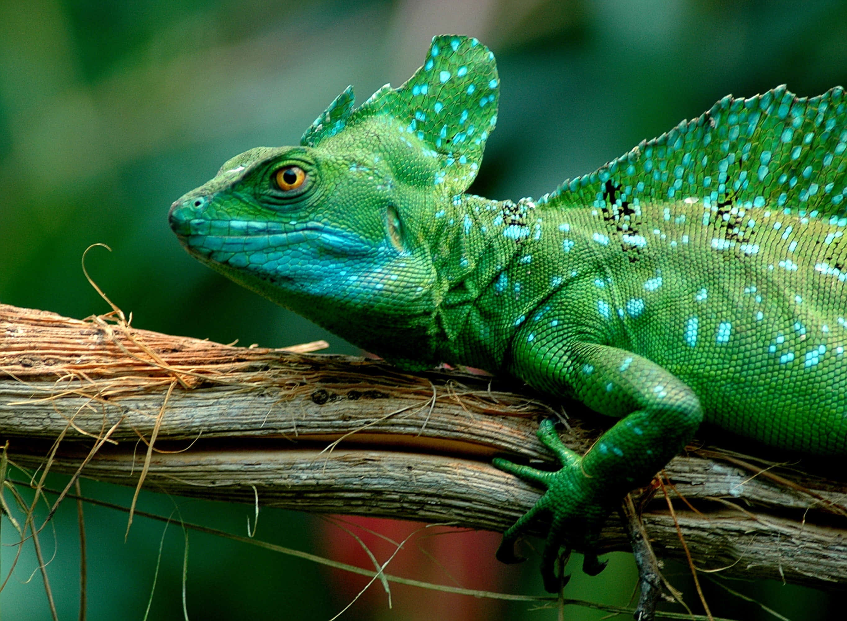 vibrant green basilisk lizard, blue spots, textured branch, 2K Desktop Wallpaper