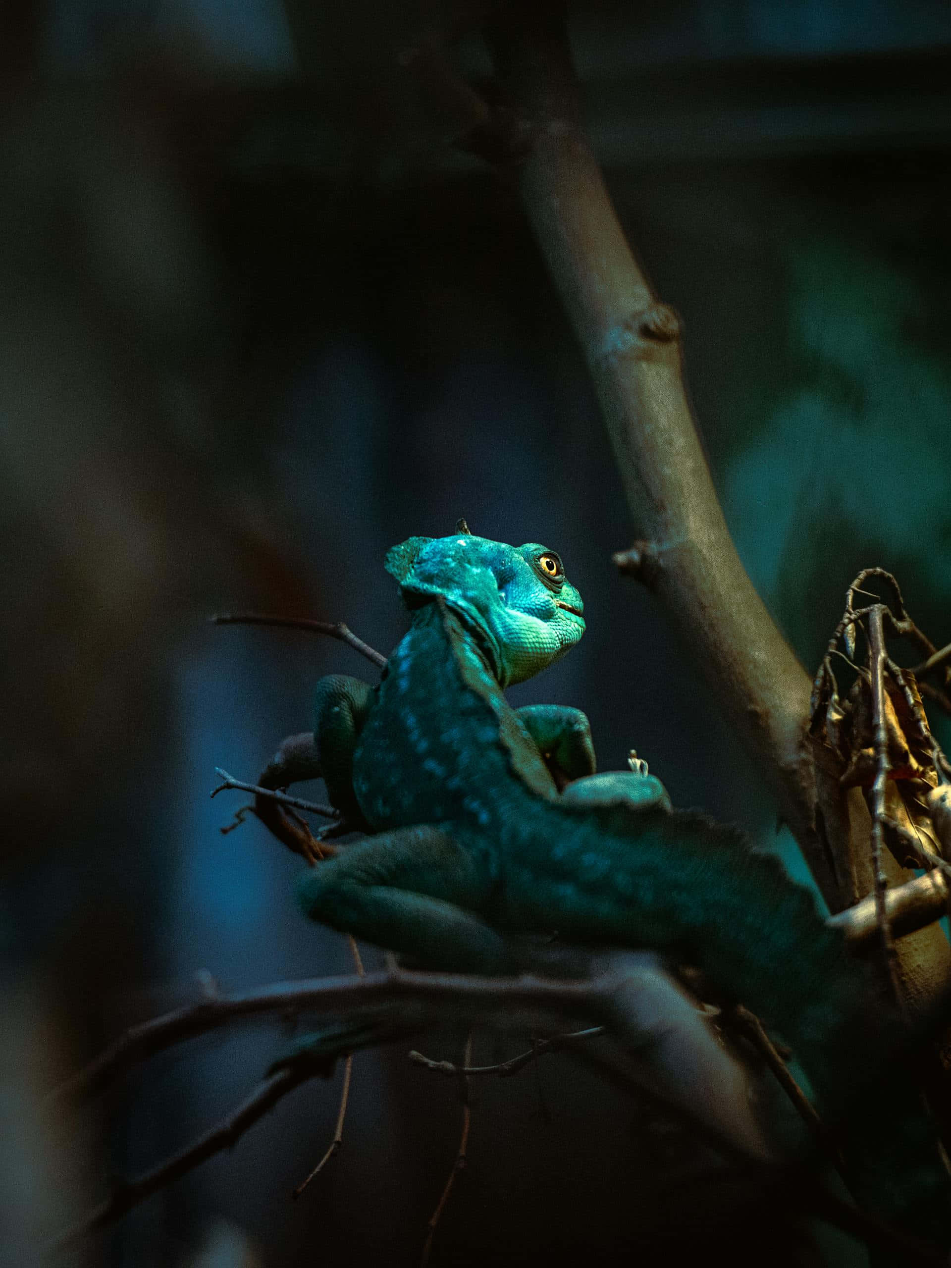Basilisk Lizard, turquoise, tangled branches, 2K Phone Wallpaper