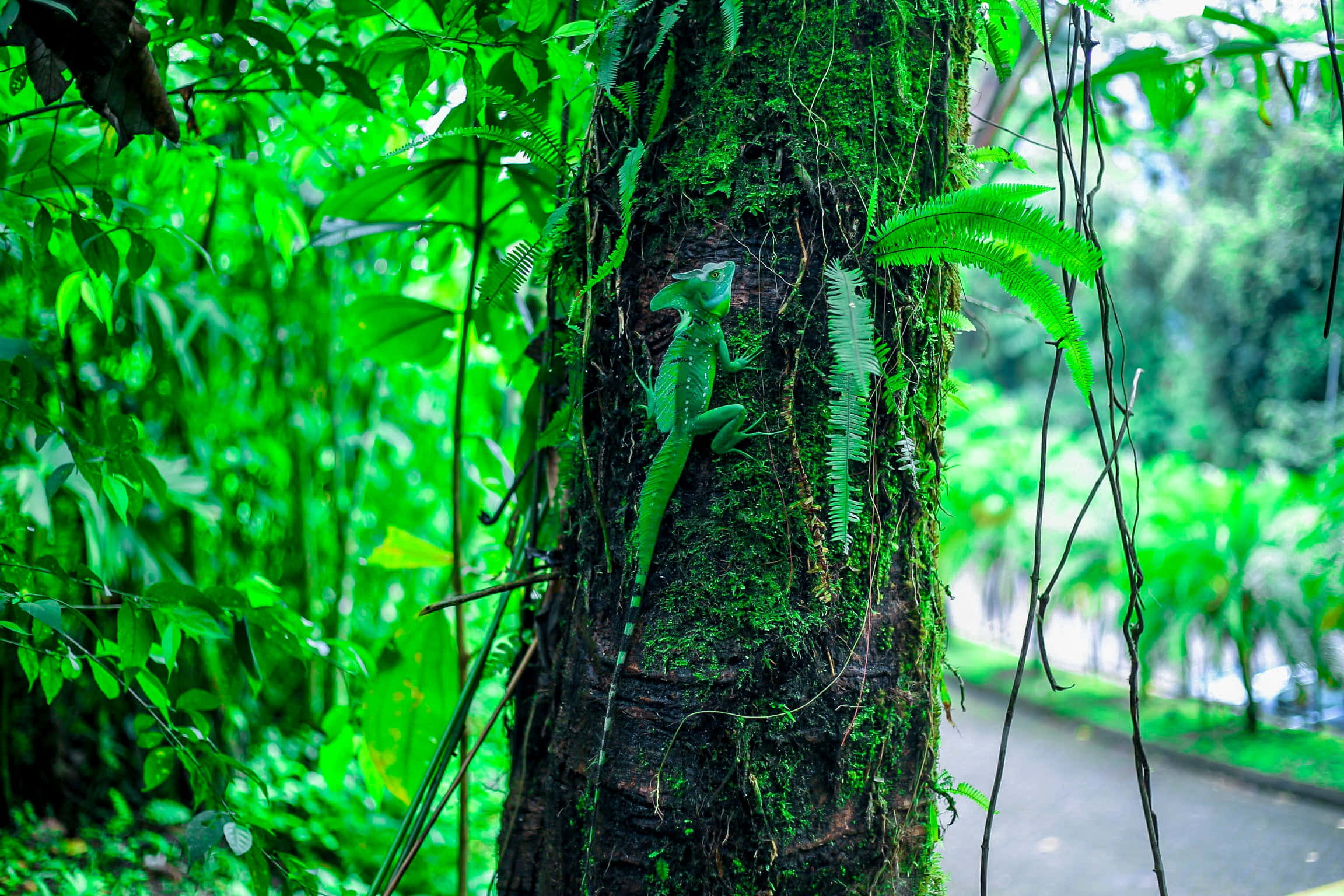 Basilisk Lizard, rainforest habitat, mossy tree trunk, Full HD Desktop Wallpaper