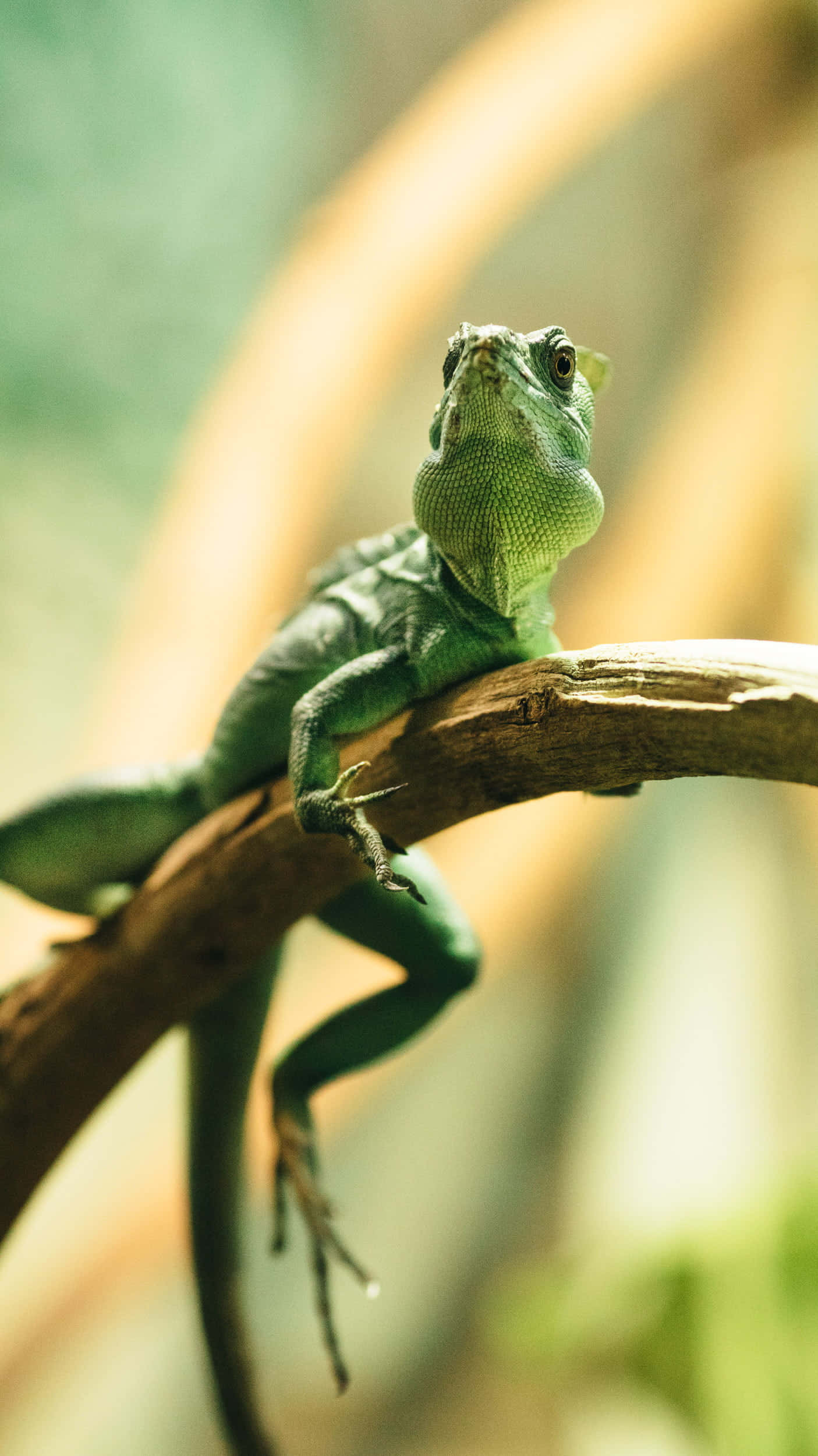 Basilisk Lizard, branch, sunlit, Full HD Phone Wallpaper