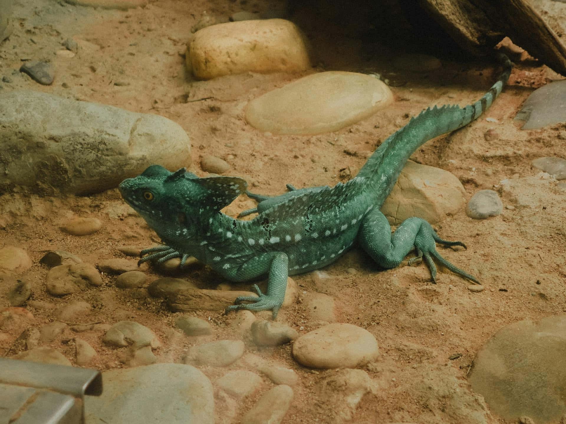 Basilisk Lizard, turquoise, spiky crest, Full HD Desktop Wallpaper