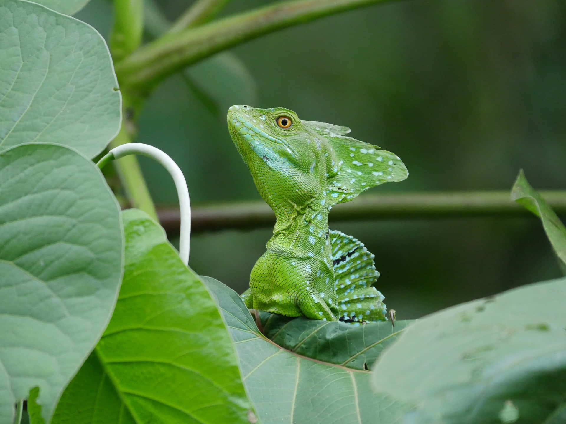 Green Basilisk Lizard, broad leaves, blurred forest background, Full HD Desktop Wallpaper