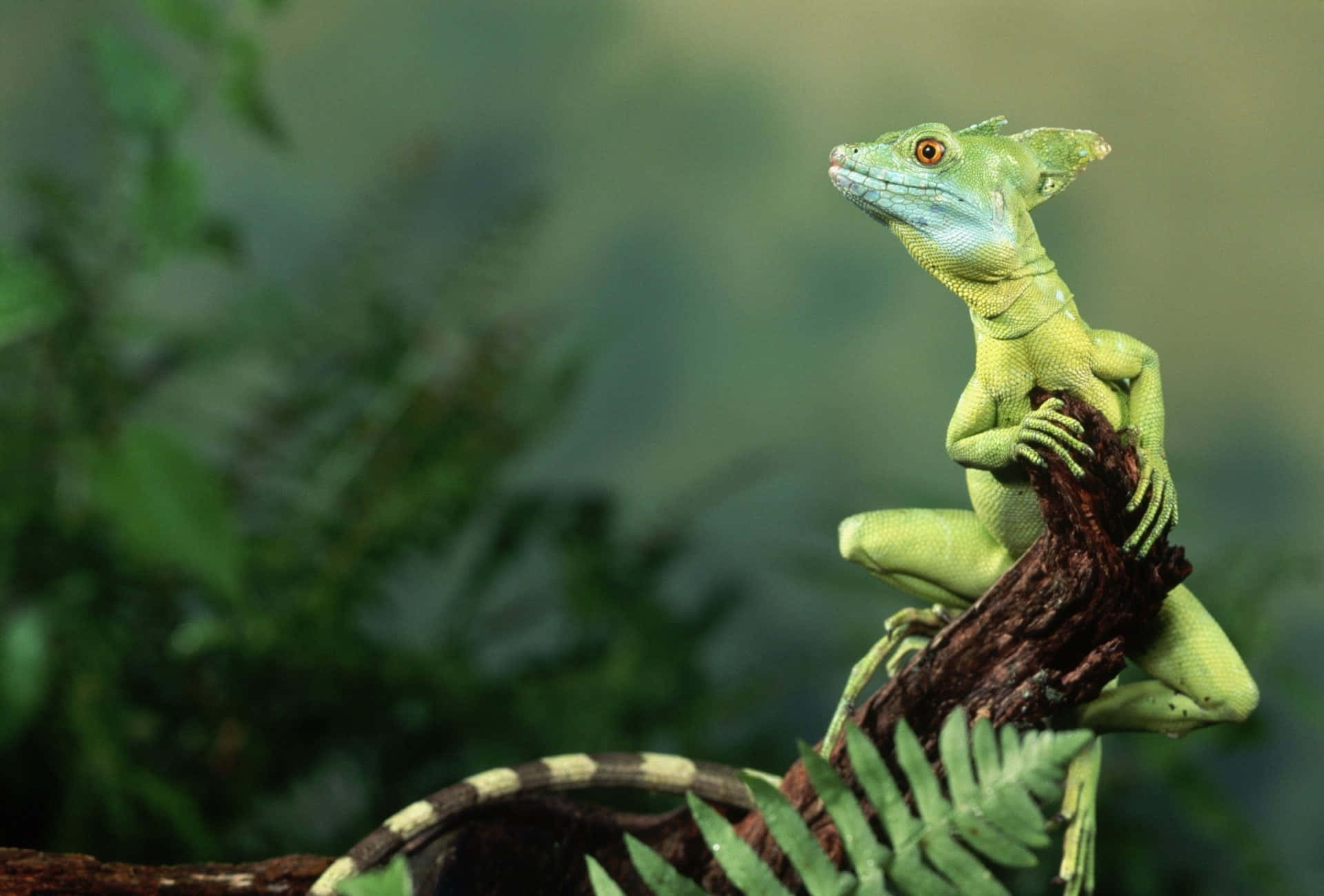green basilisk lizard, mossy branch, lush ferns, Full HD Desktop Wallpaper